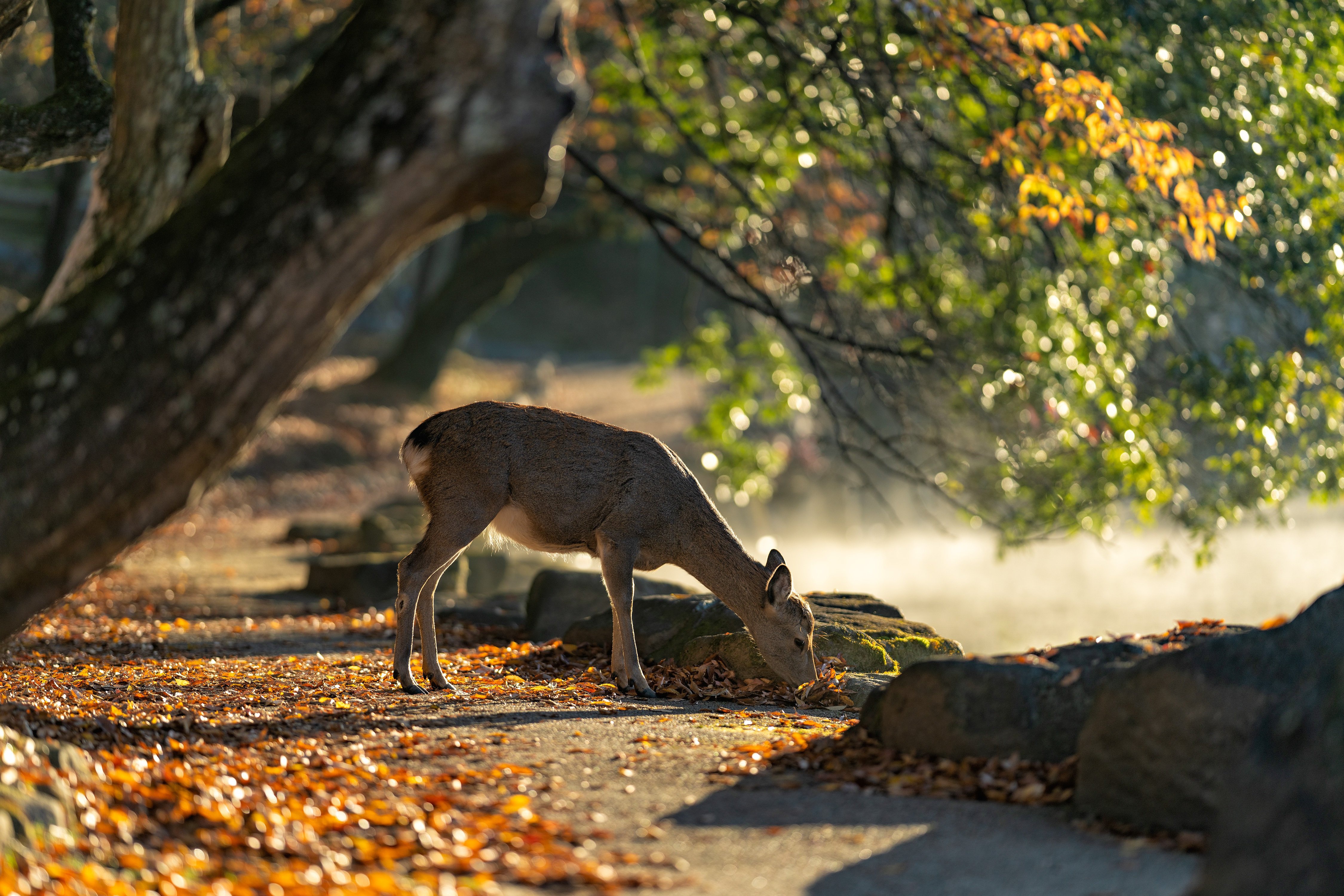 Deer grazing by a misty lake in autumn HD Wallpaper