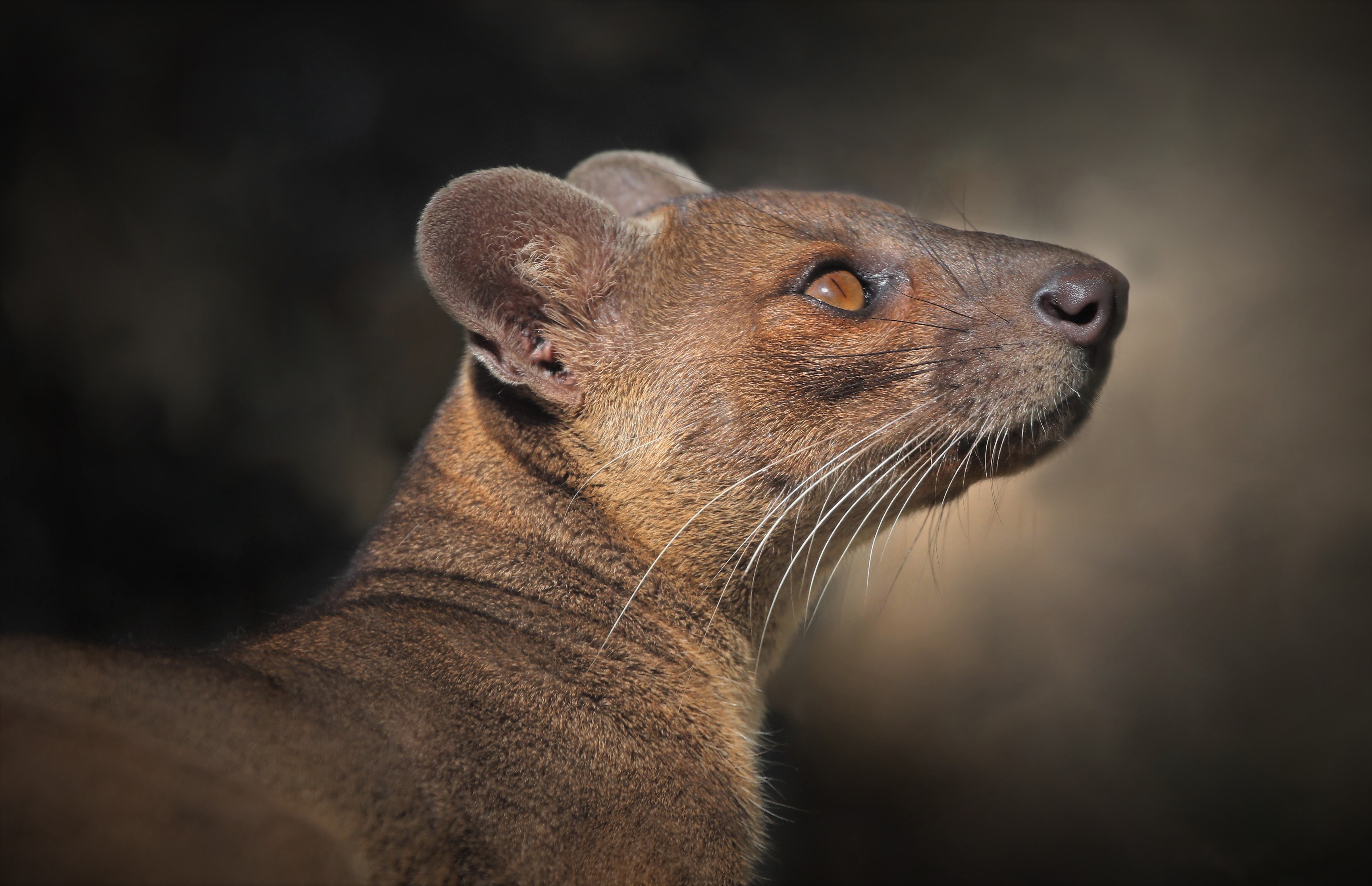 Fossa in profile HD Wallpaper