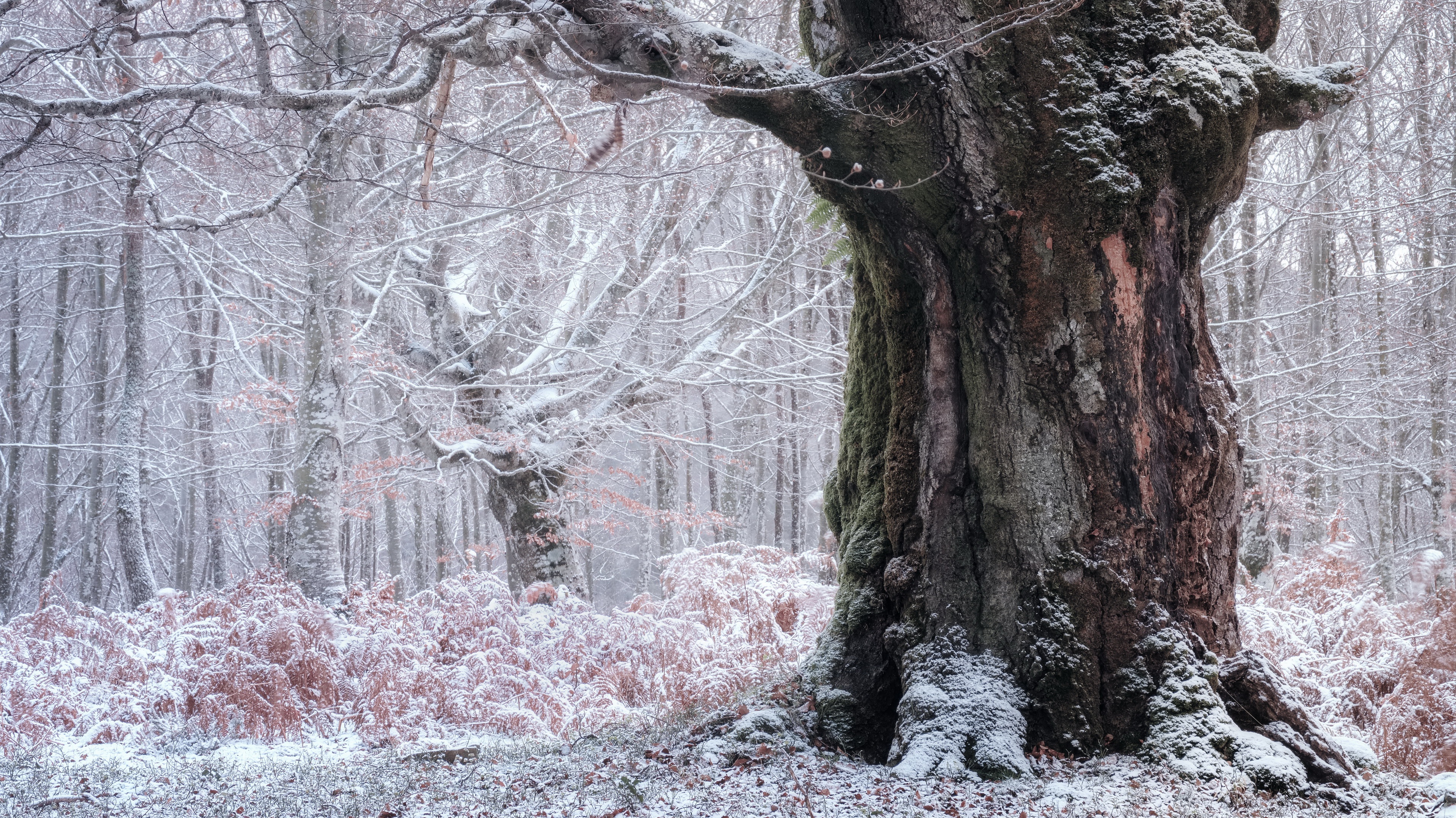 Winter forest with snow-covered trees and ferns HD Wallpaper