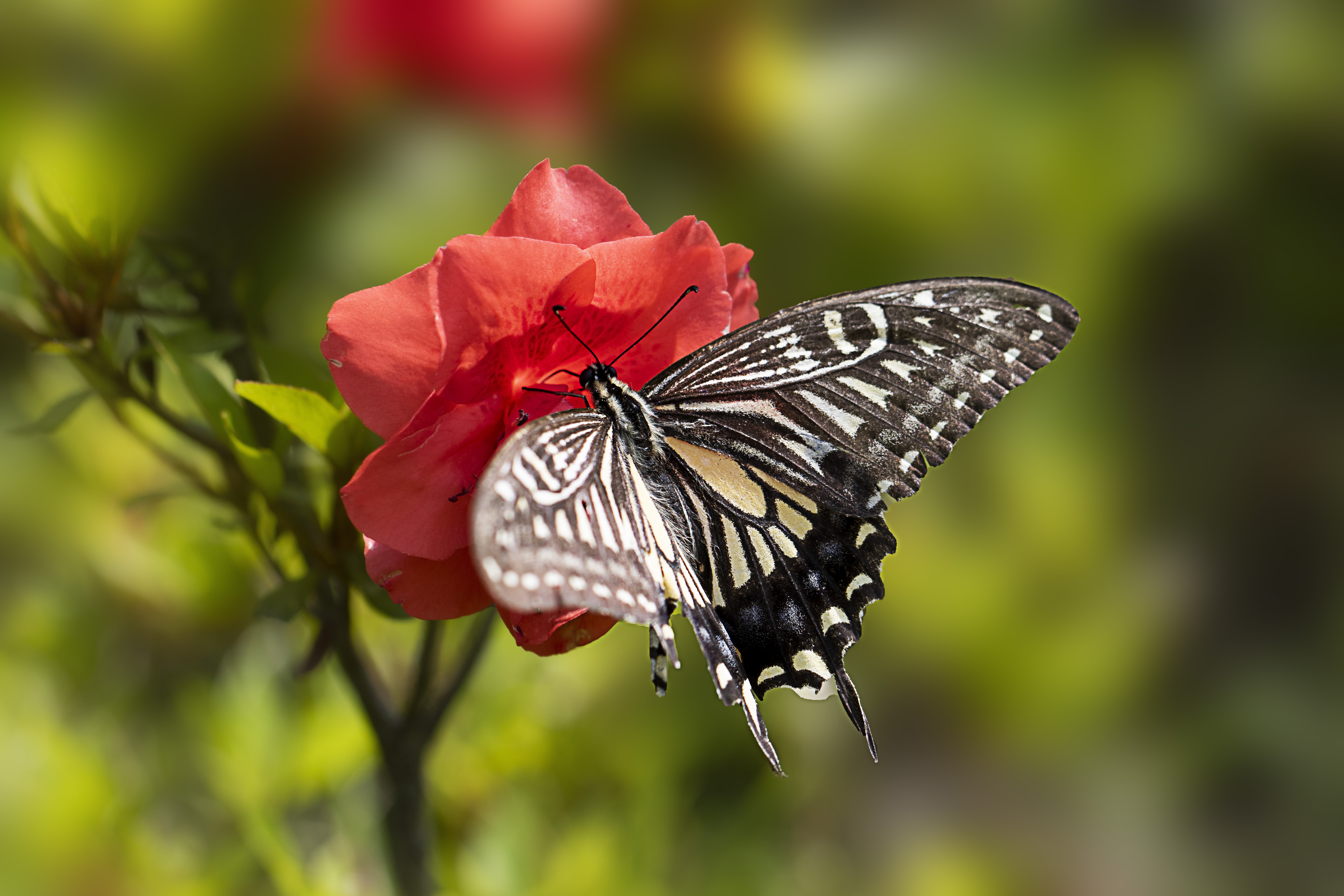 Butterfly on a red flower, macro photography HD Wallpaper