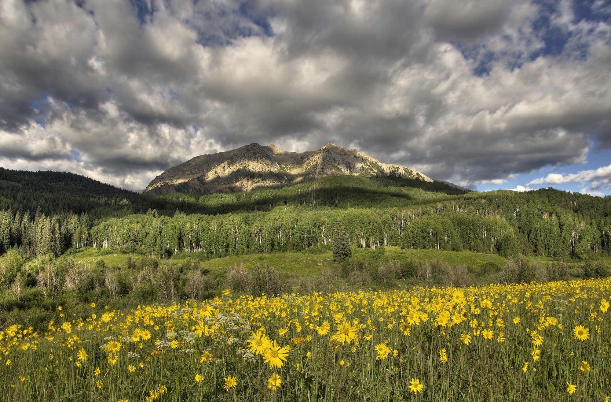 Yellow flowers in a meadow with mountains and clouds HD Wallpaper