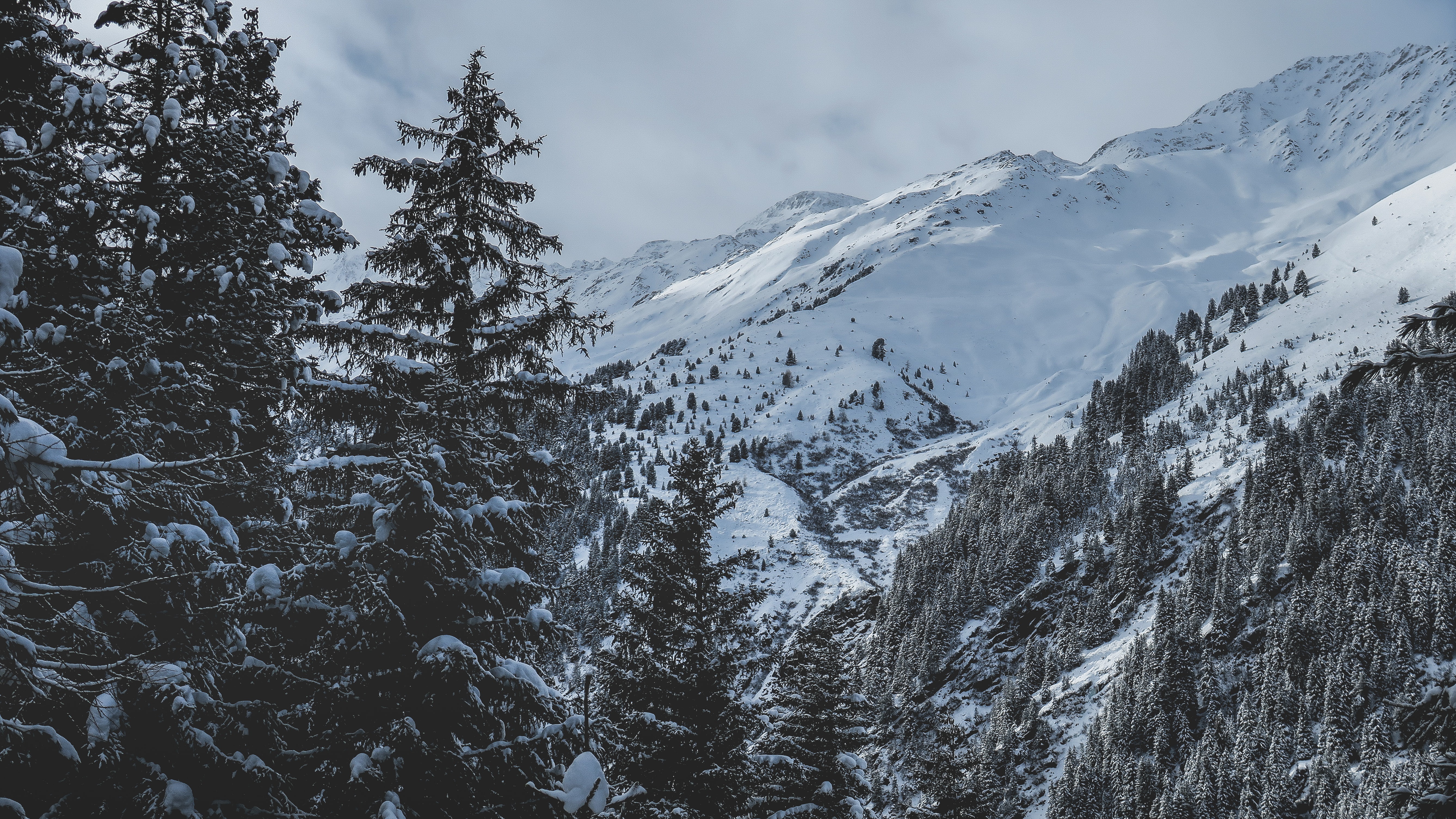 Winter mountain landscape with snow-covered spruce trees HD Wallpaper