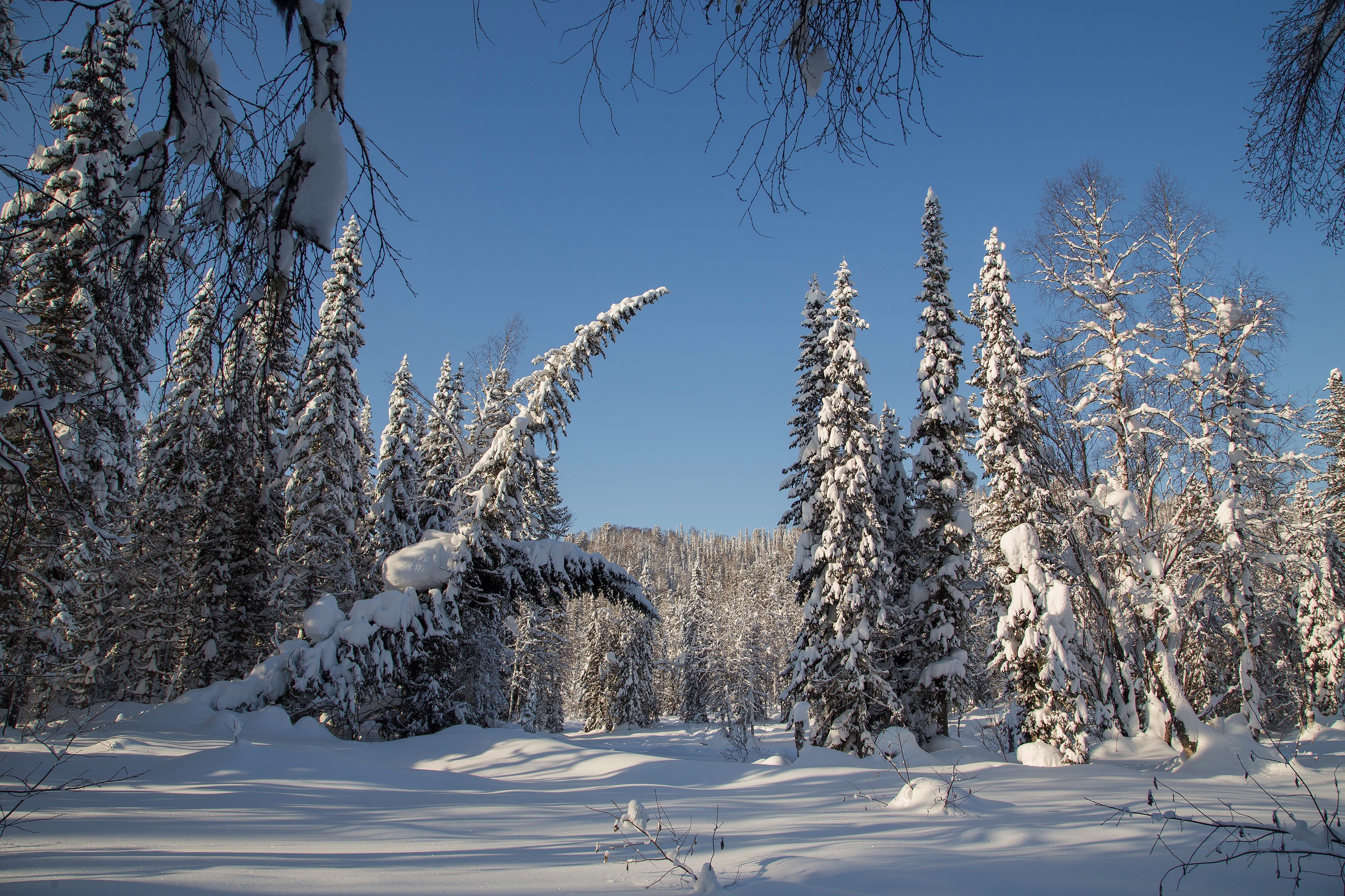 Snowy forest with clear blue sky HD Wallpaper