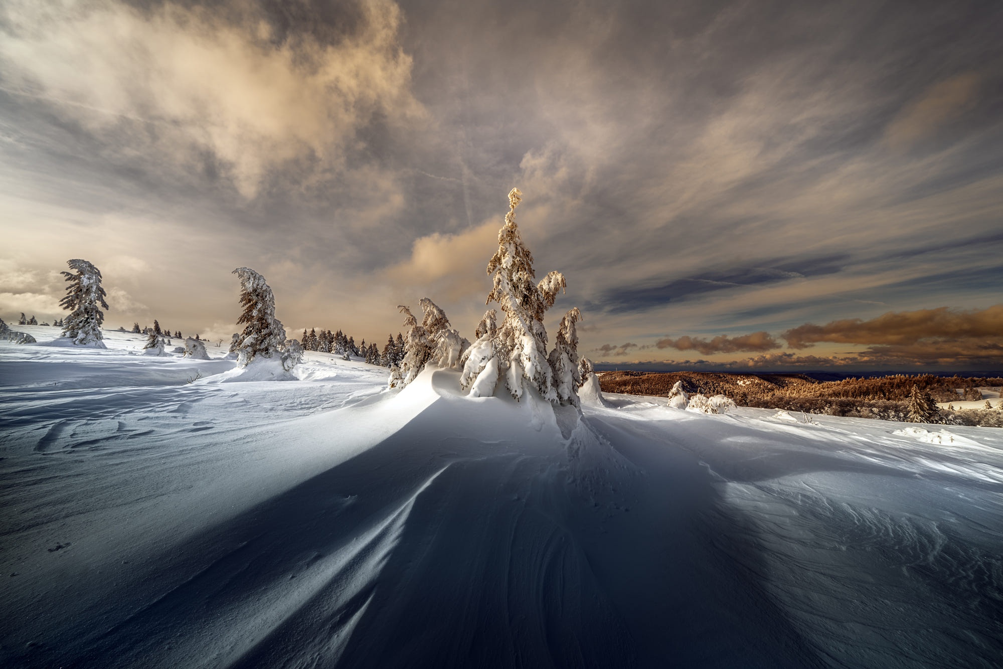 Snow-covered trees on a windy winter day HD Wallpaper