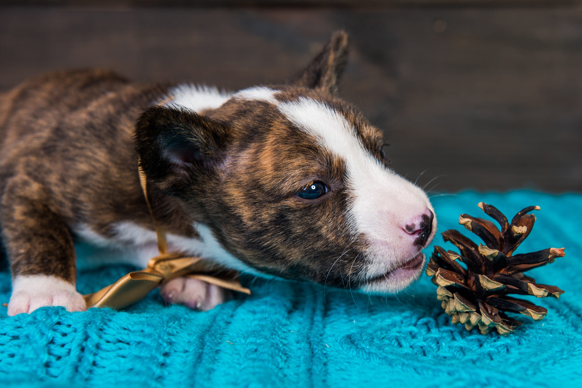 Brindle Pit Bull puppy with a pine cone HD Wallpaper