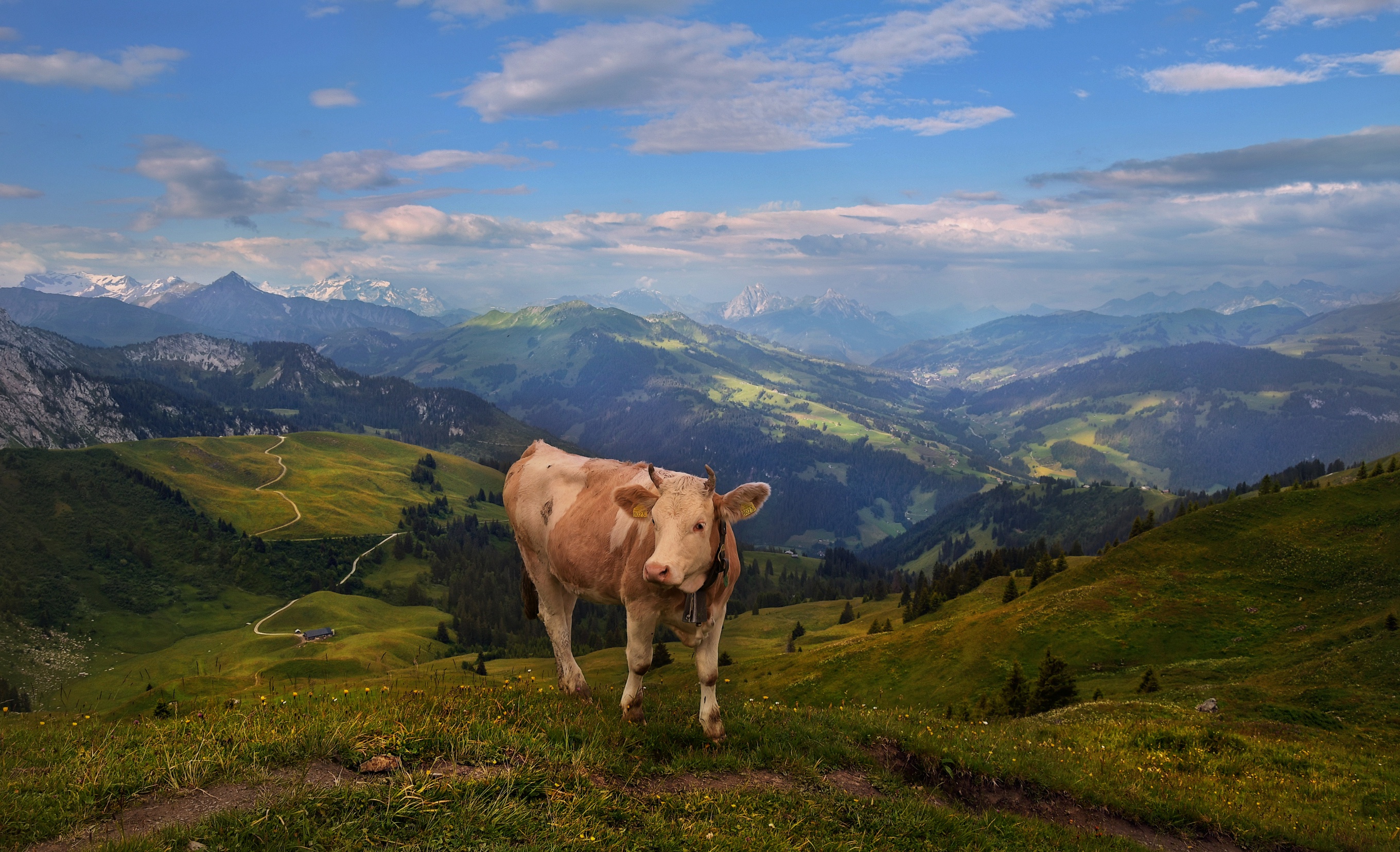 Cow in the Alps pasture with mountains HD Wallpaper