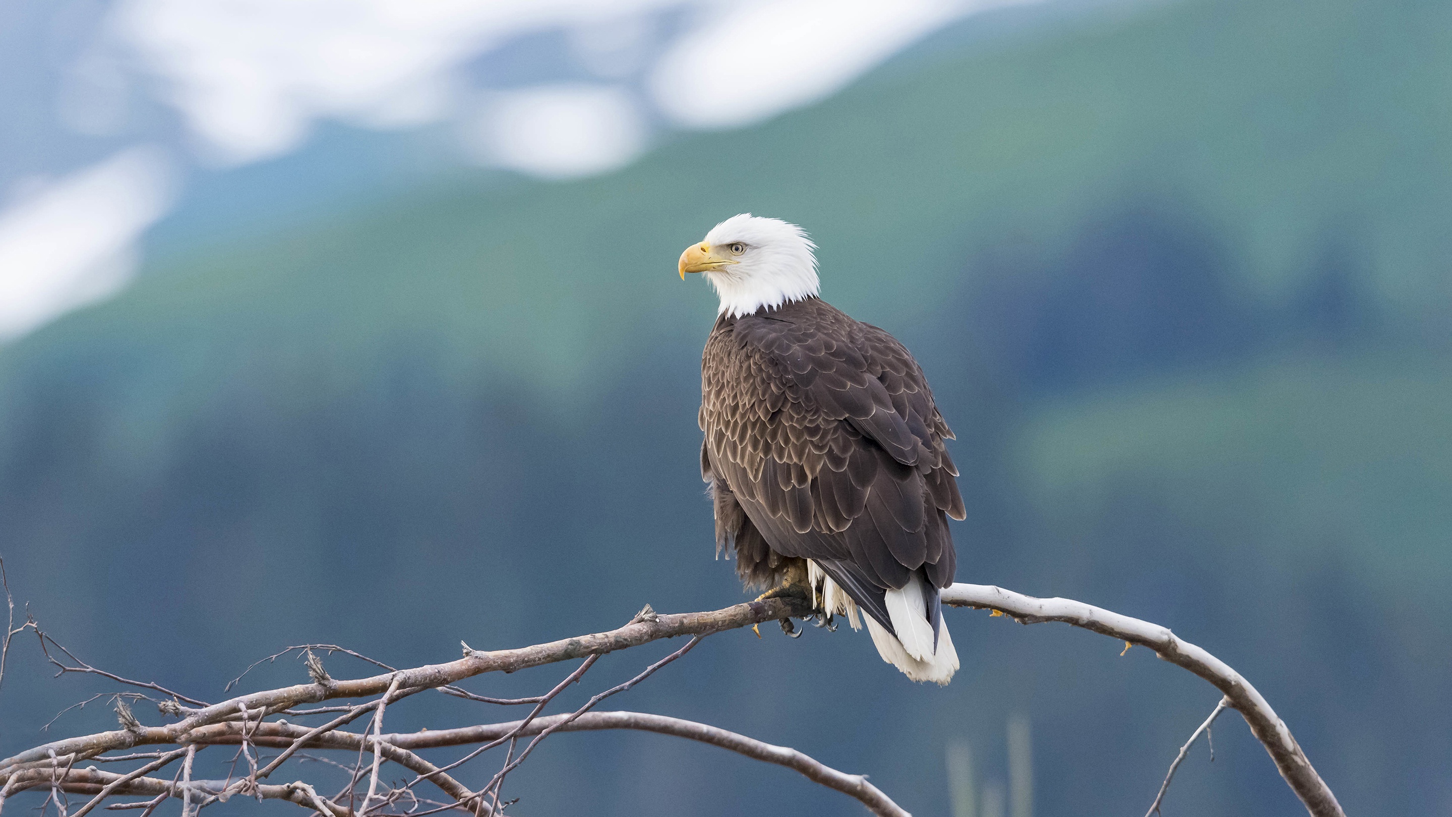 Bald Eagle perched on a branch HD Wallpaper