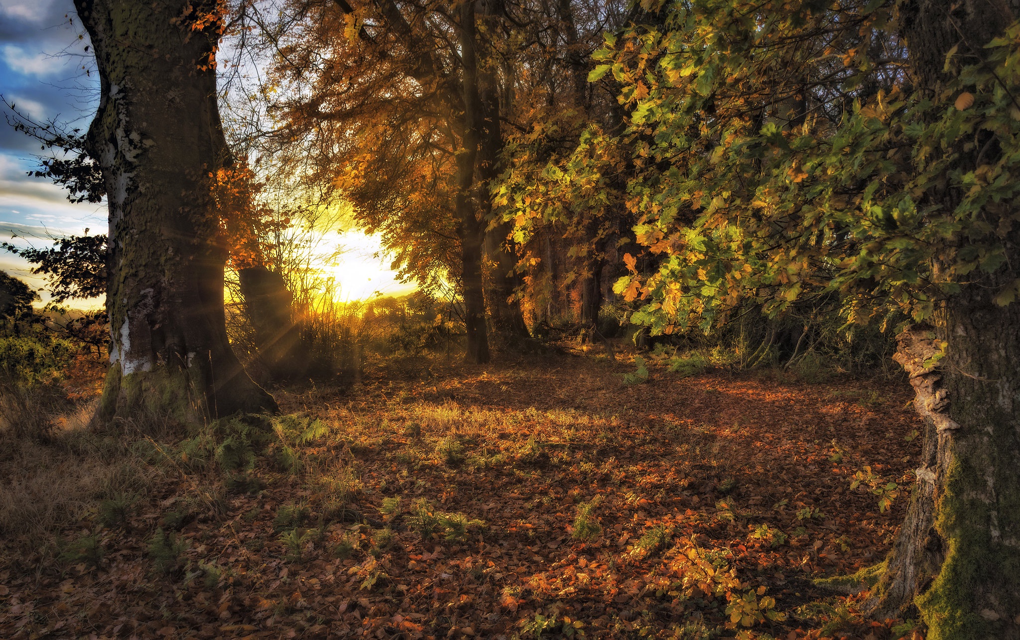 Autumn forest with sunlight filtering through trees HD Wallpaper
