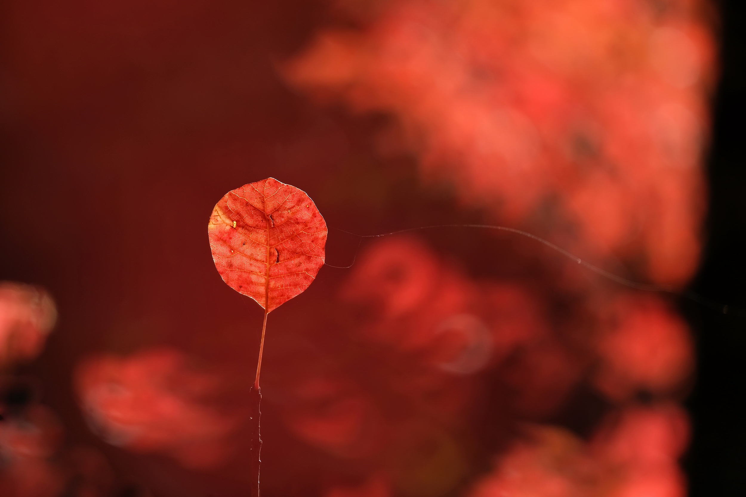 Red leaf with spiderweb in autumn HD Wallpaper
