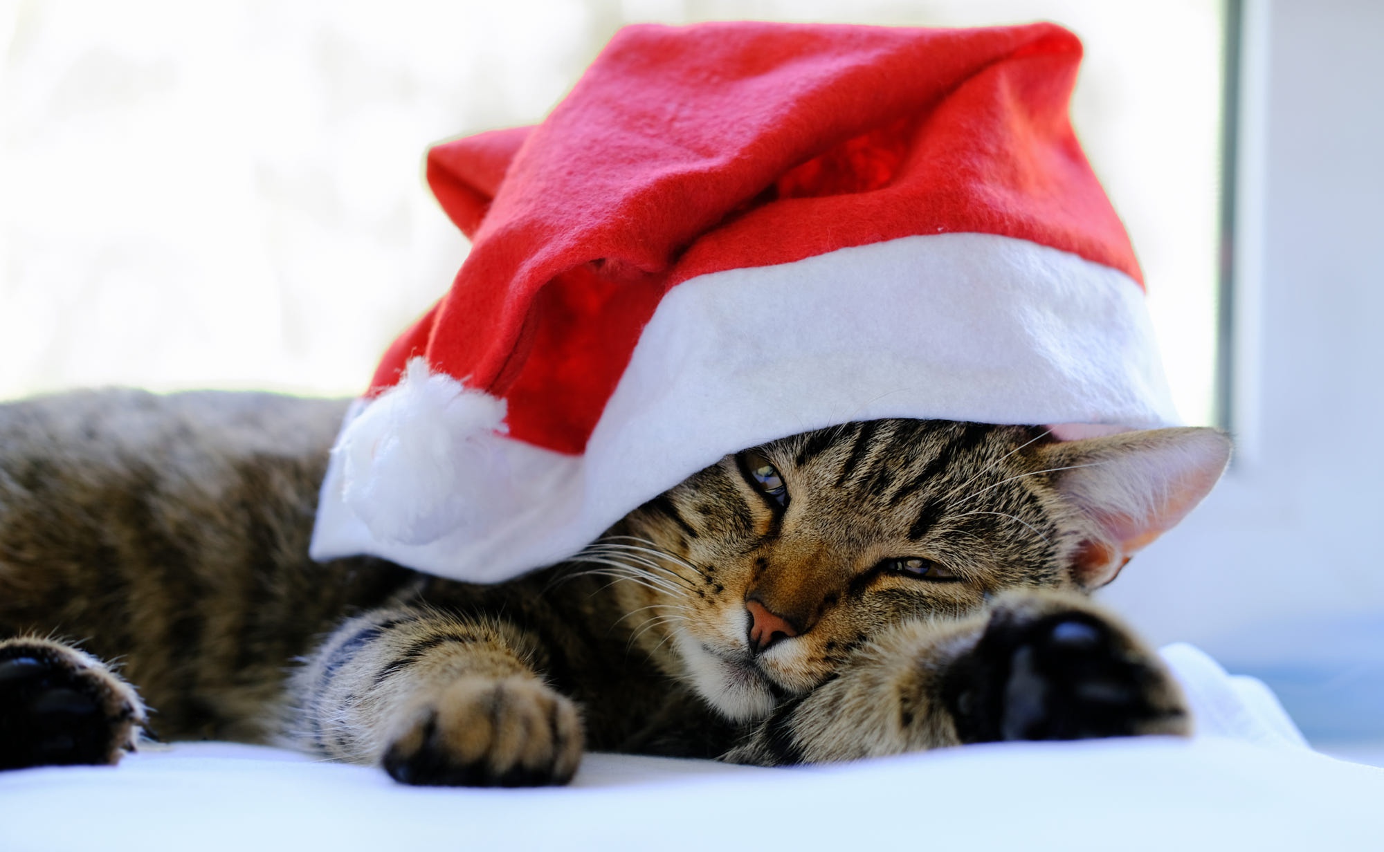 Tabby cat wearing a Santa hat HD Wallpaper