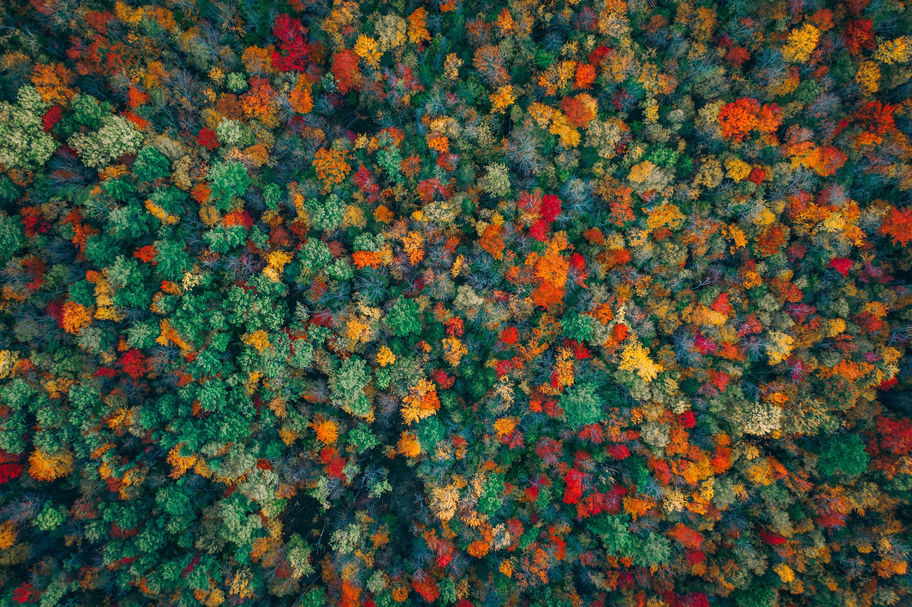 Aerial view of a colorful autumn forest HD Wallpaper