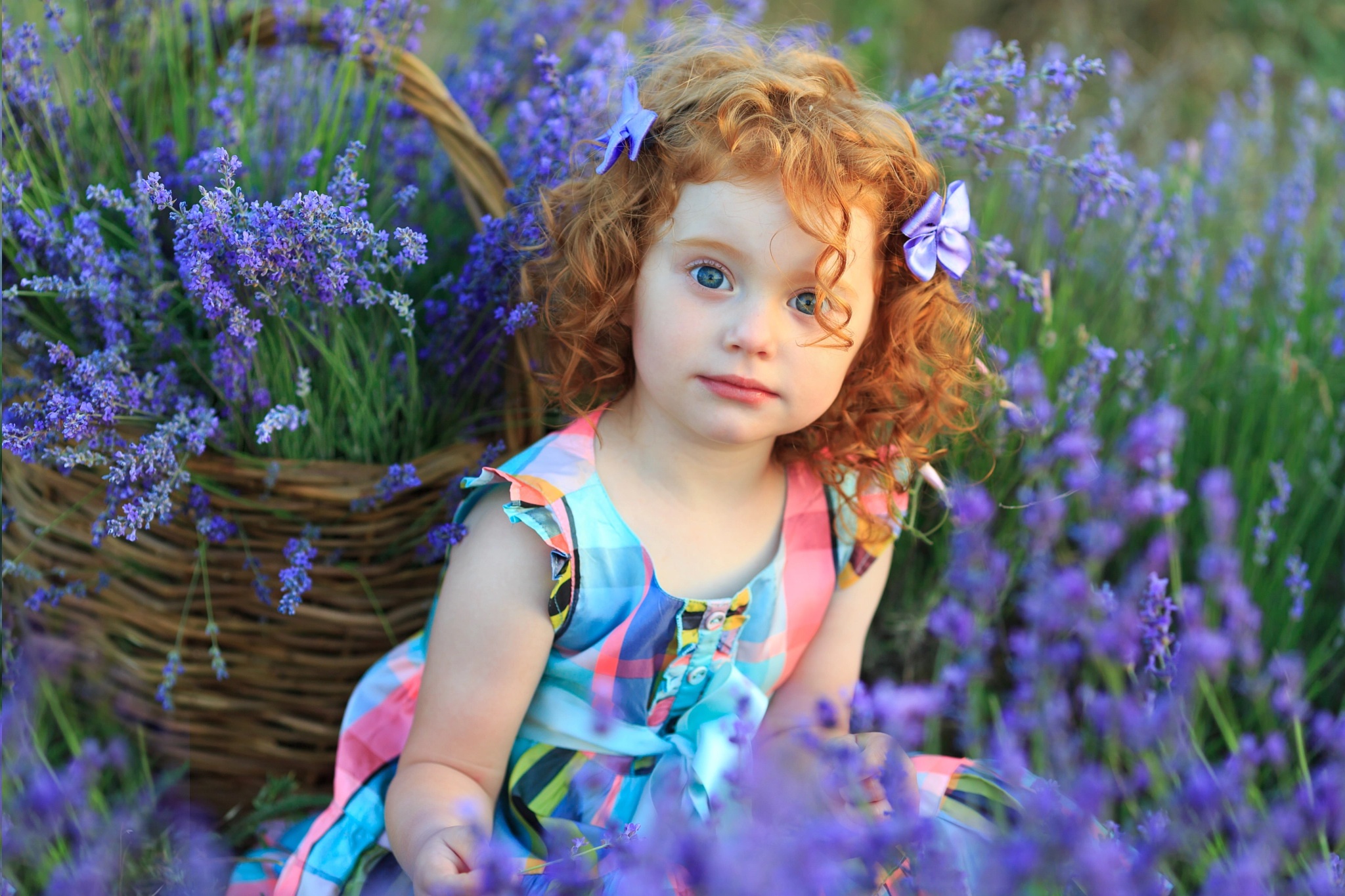 Young redhead girl in a lavender field with a basket HD Wallpaper