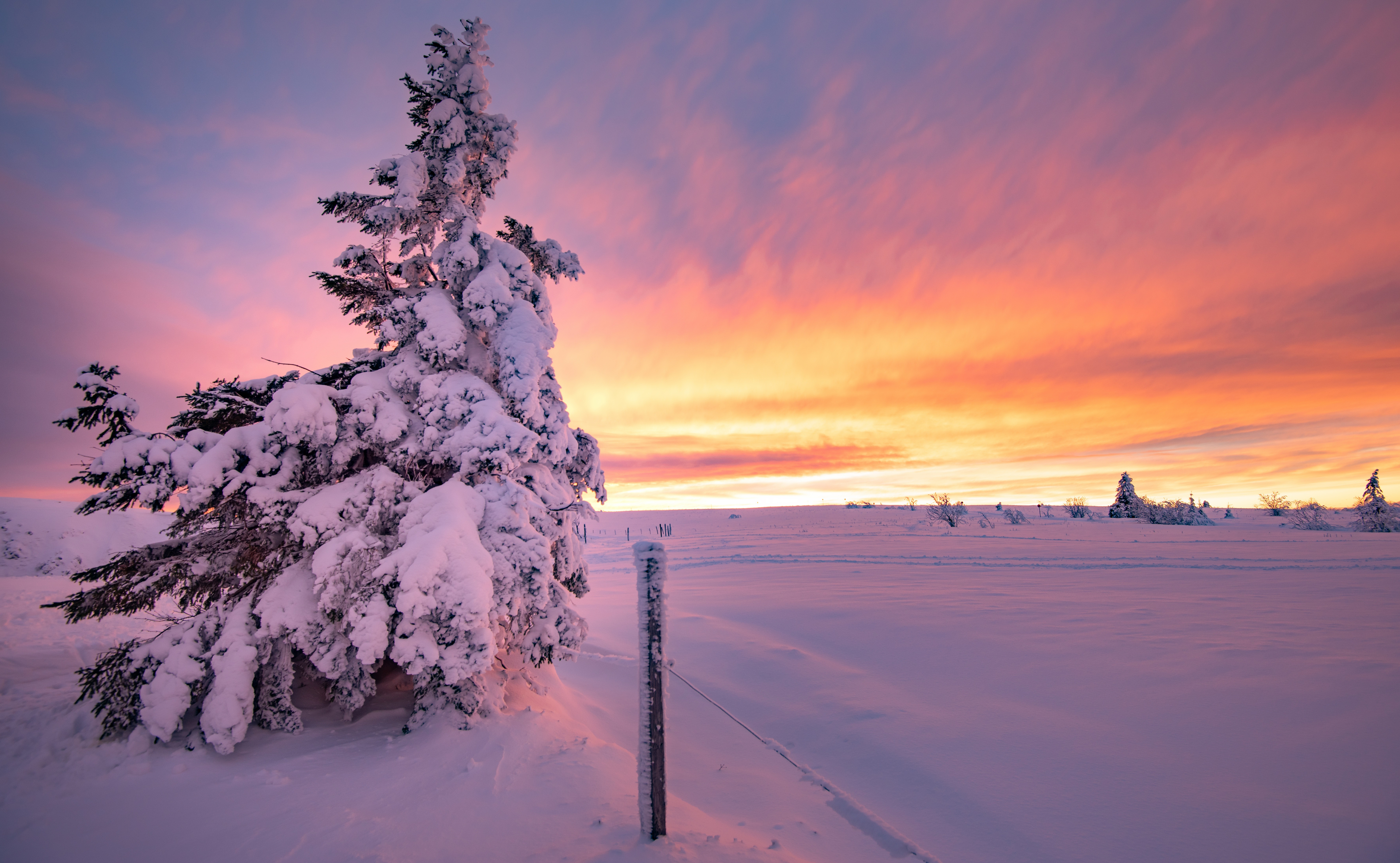Snow-covered fir tree at sunset in winter HD Wallpaper