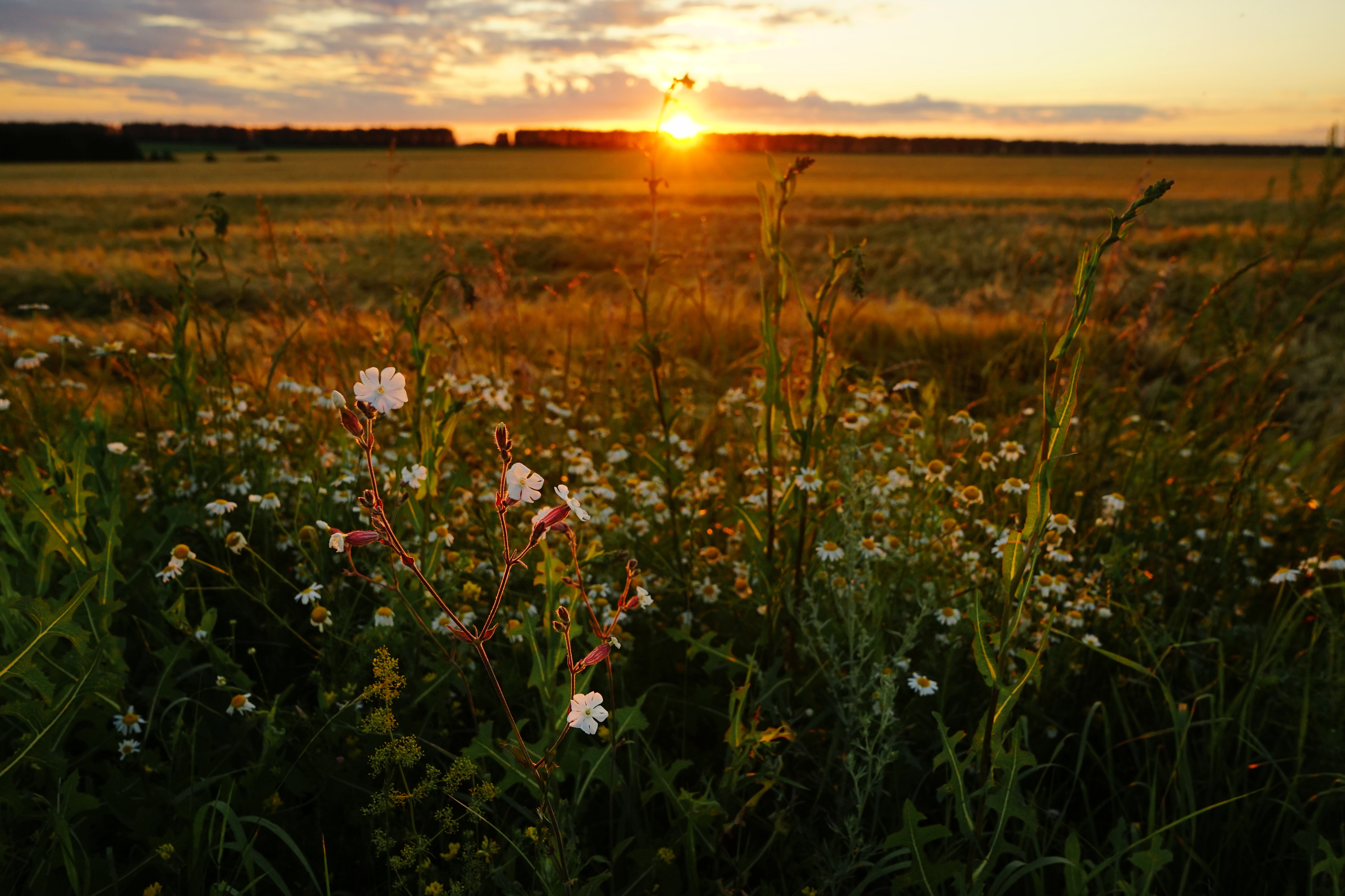 Field with wildflowers at sunset HD Wallpaper