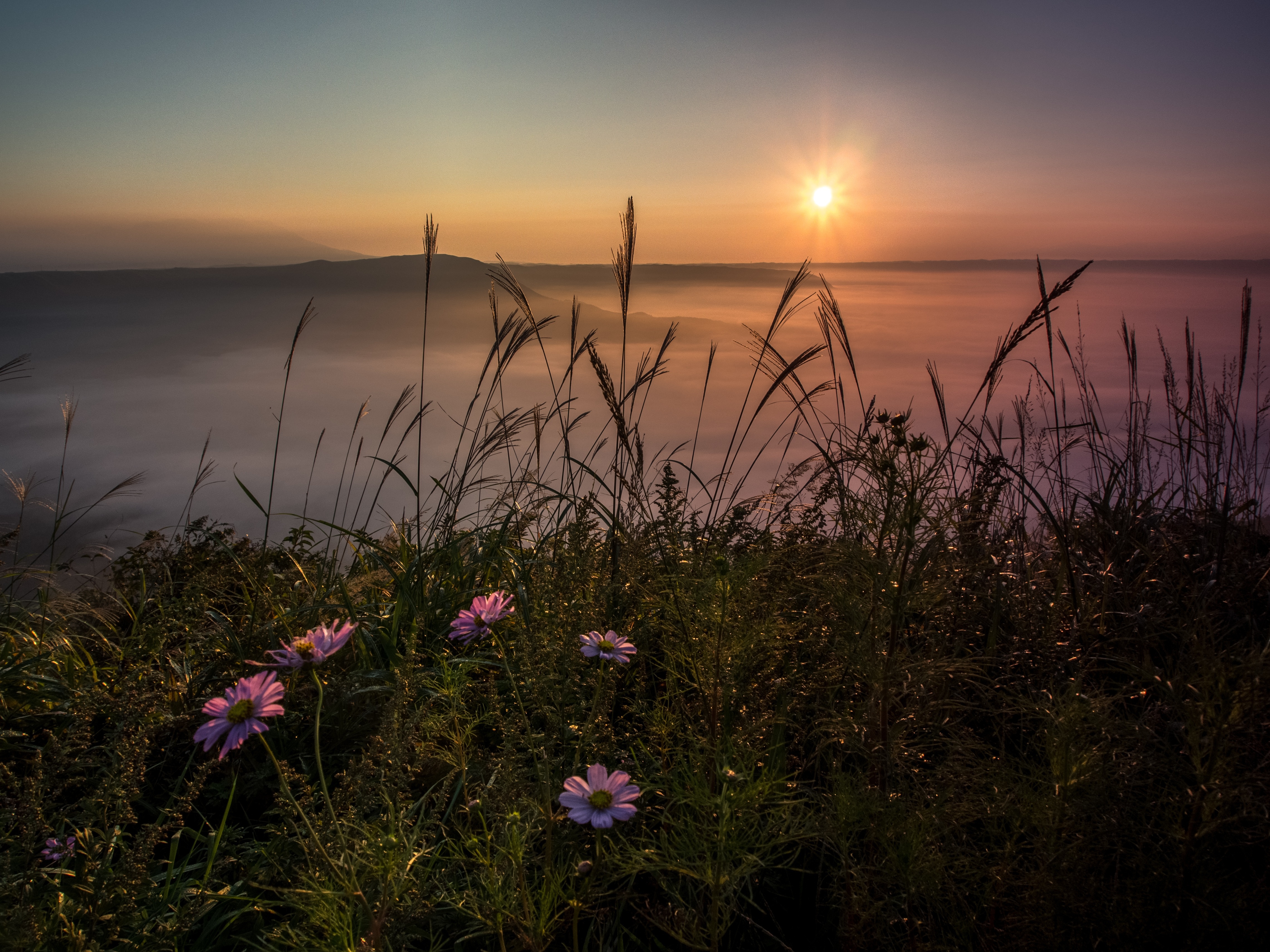Sunset over foggy valley with cosmos flowers and grass HD Wallpaper