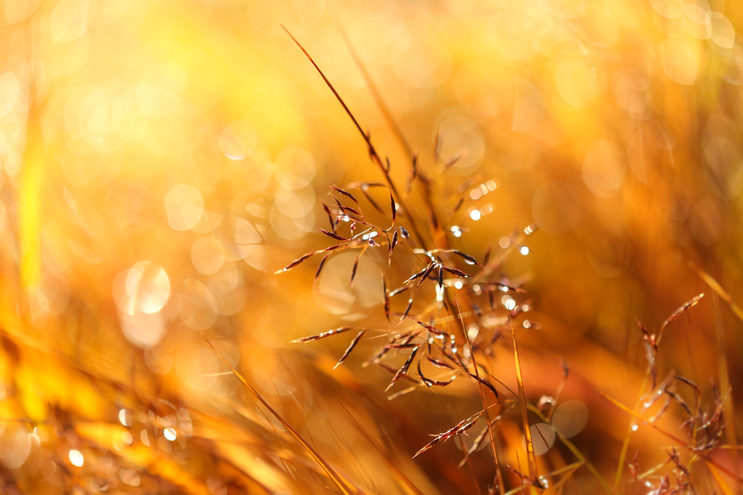 Macro shot of grass with dew drops in sunlight HD Wallpaper