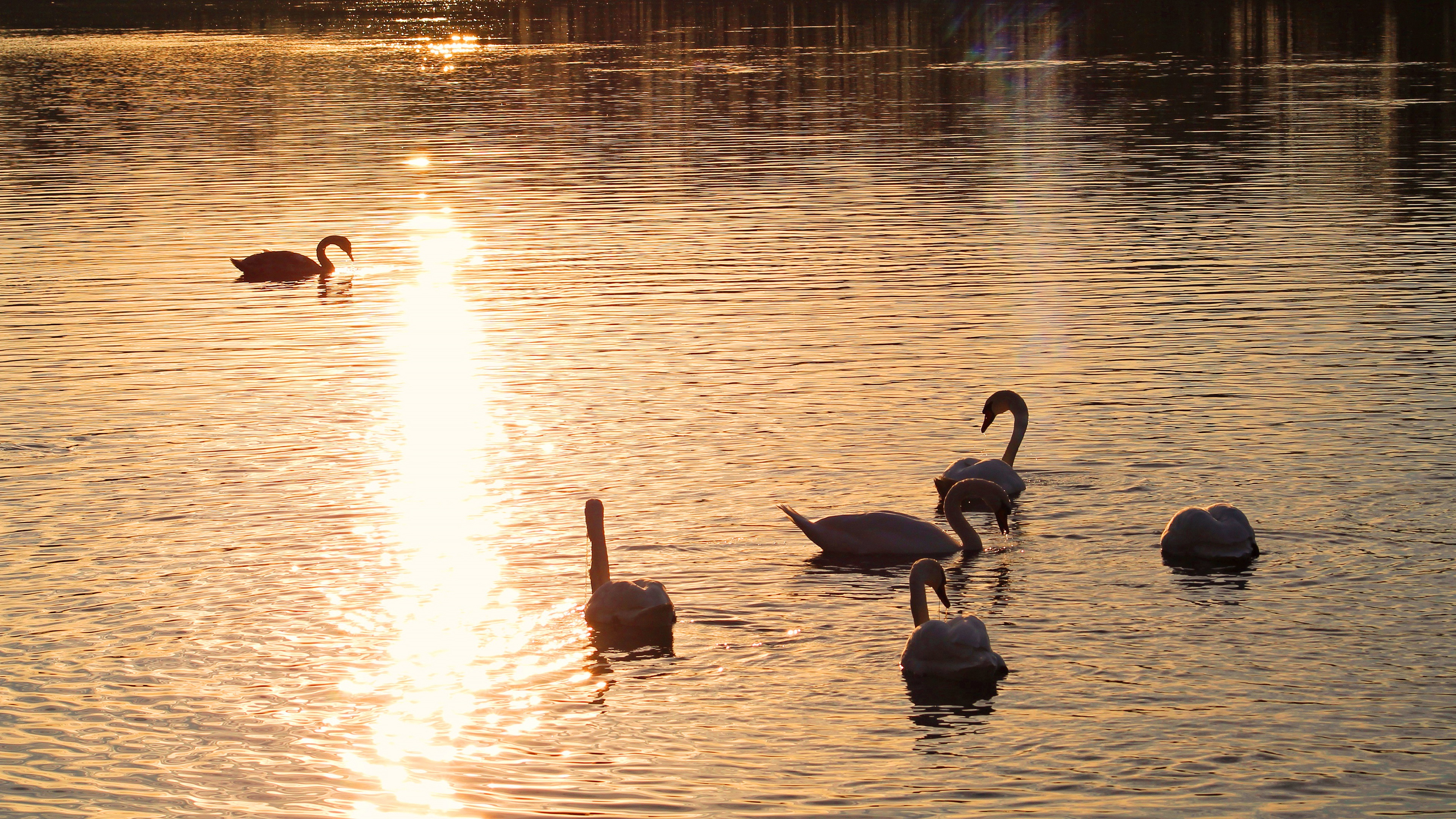 Mute Swans on Water at Sunset HD Wallpaper
