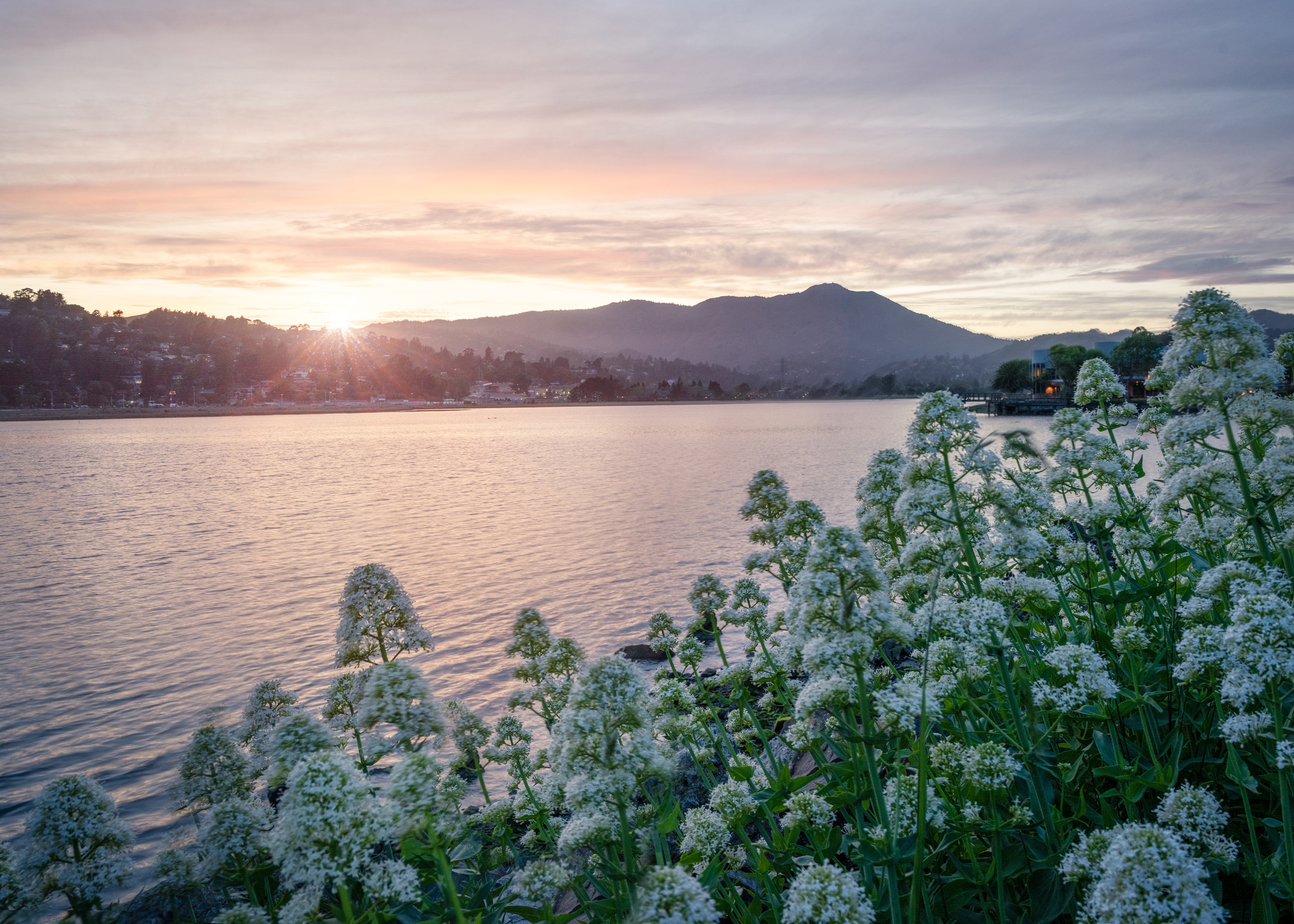 Sunrise over a village by the water with flowers HD Wallpaper