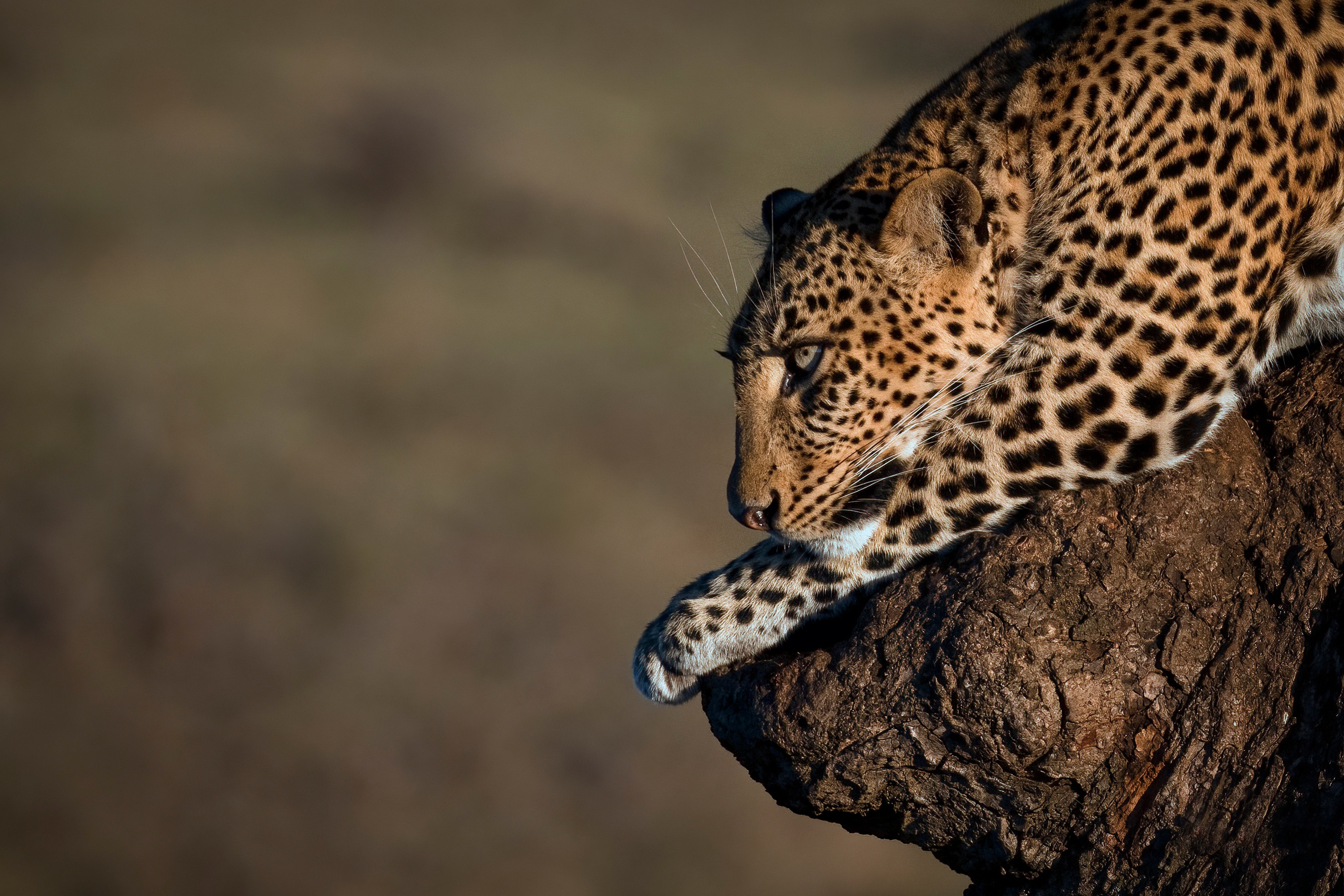Leopard resting on a tree branch HD Wallpaper