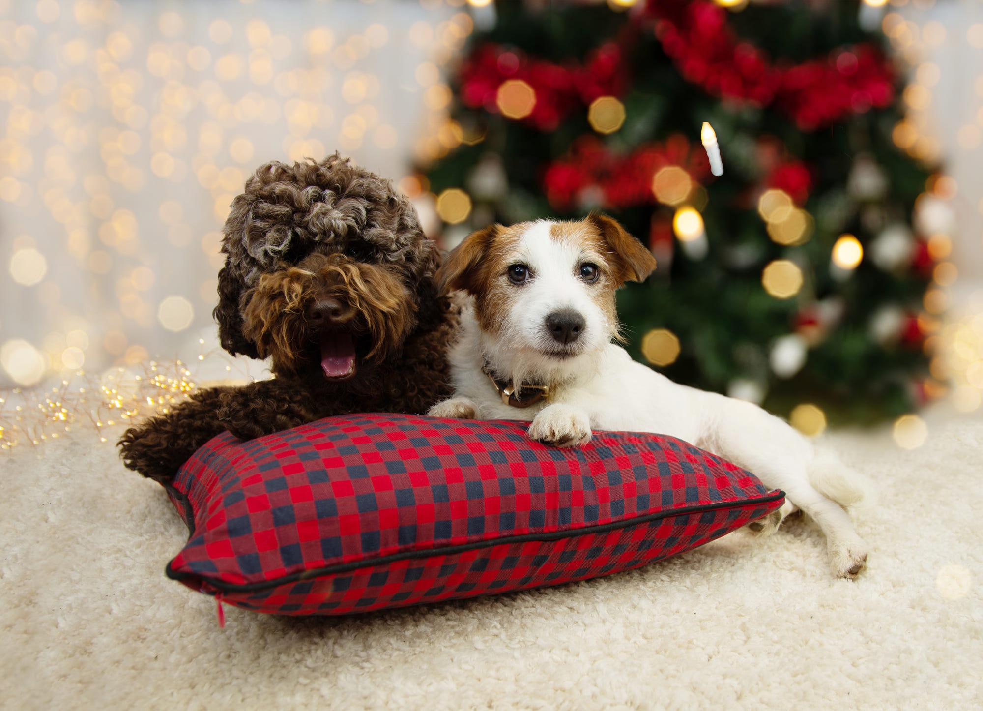 Two dogs on a pillow in front of a Christmas tree HD Wallpaper