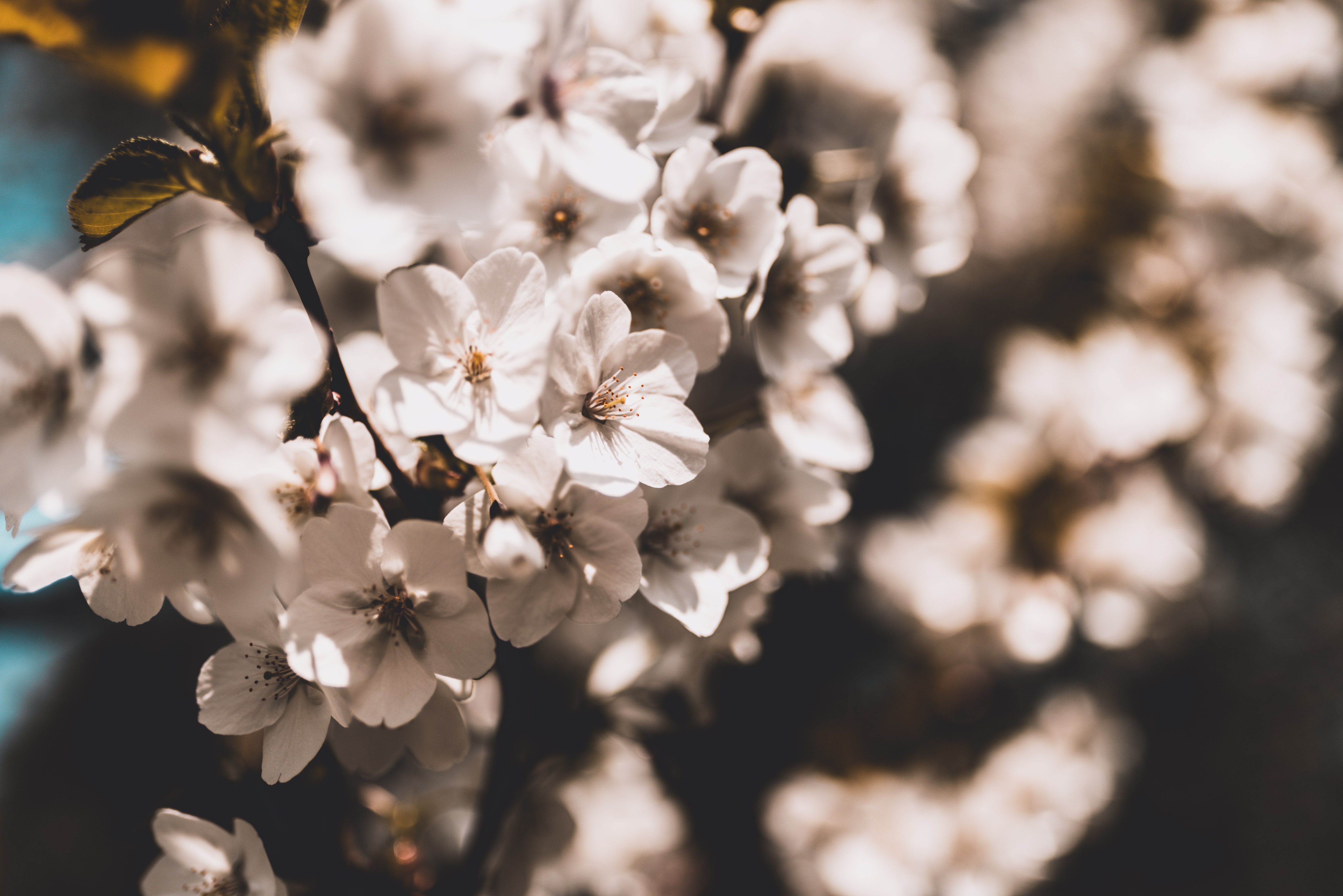 White Cherry Blossoms in Bloom 4K HD Wallpaper