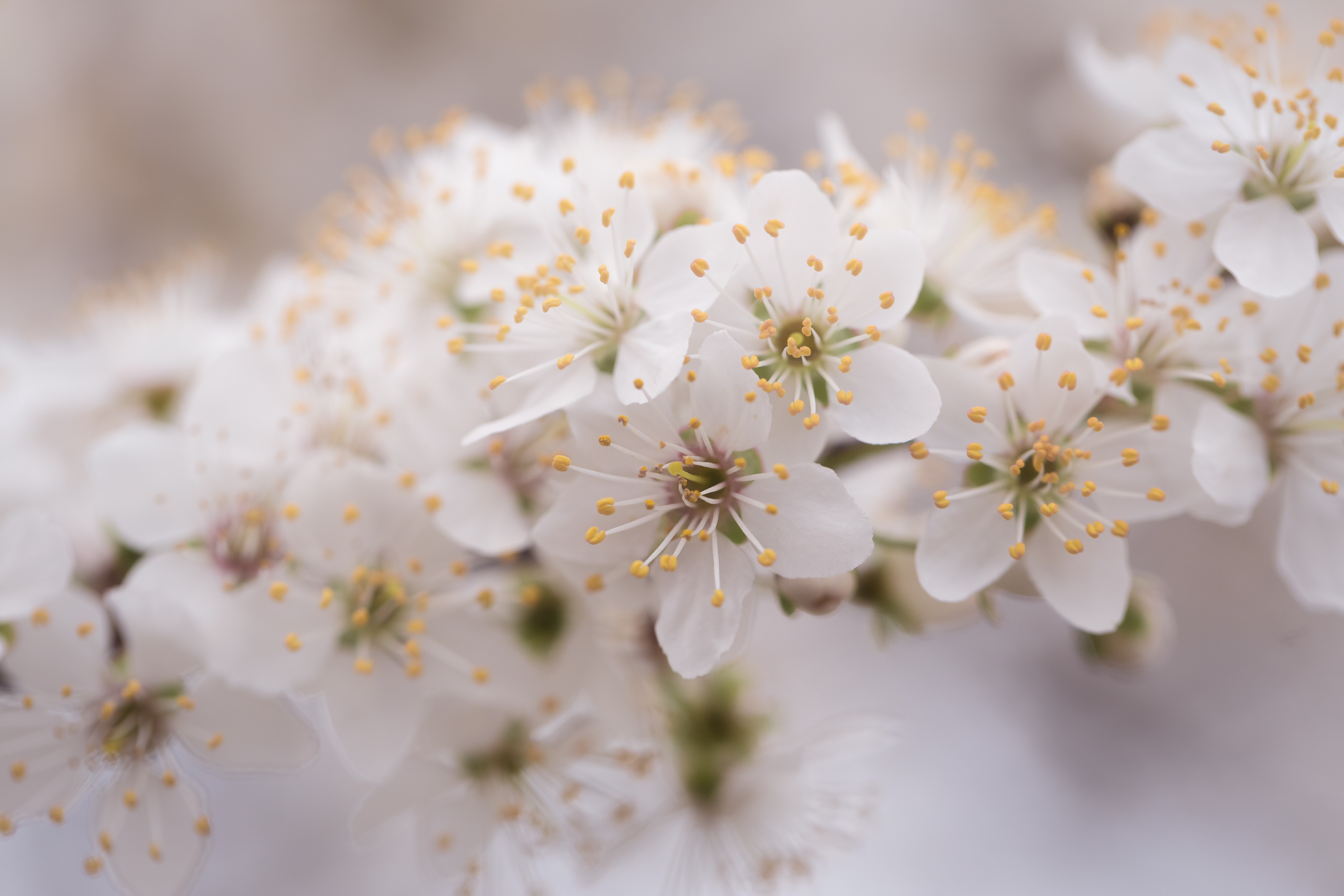 White Cherry Blossoms 4K HD Wallpaper