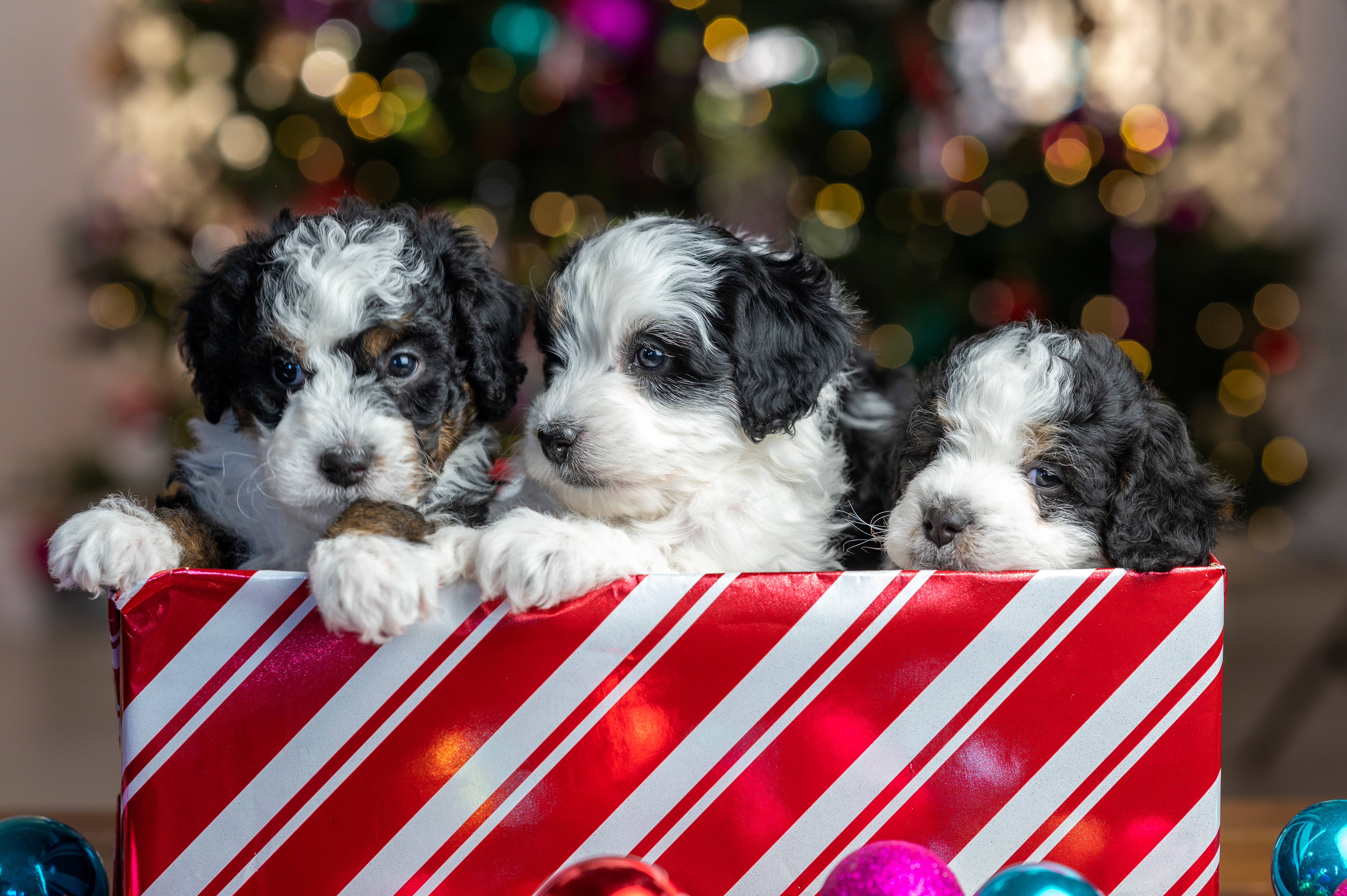 Three puppies in a Christmas gift box HD Wallpaper