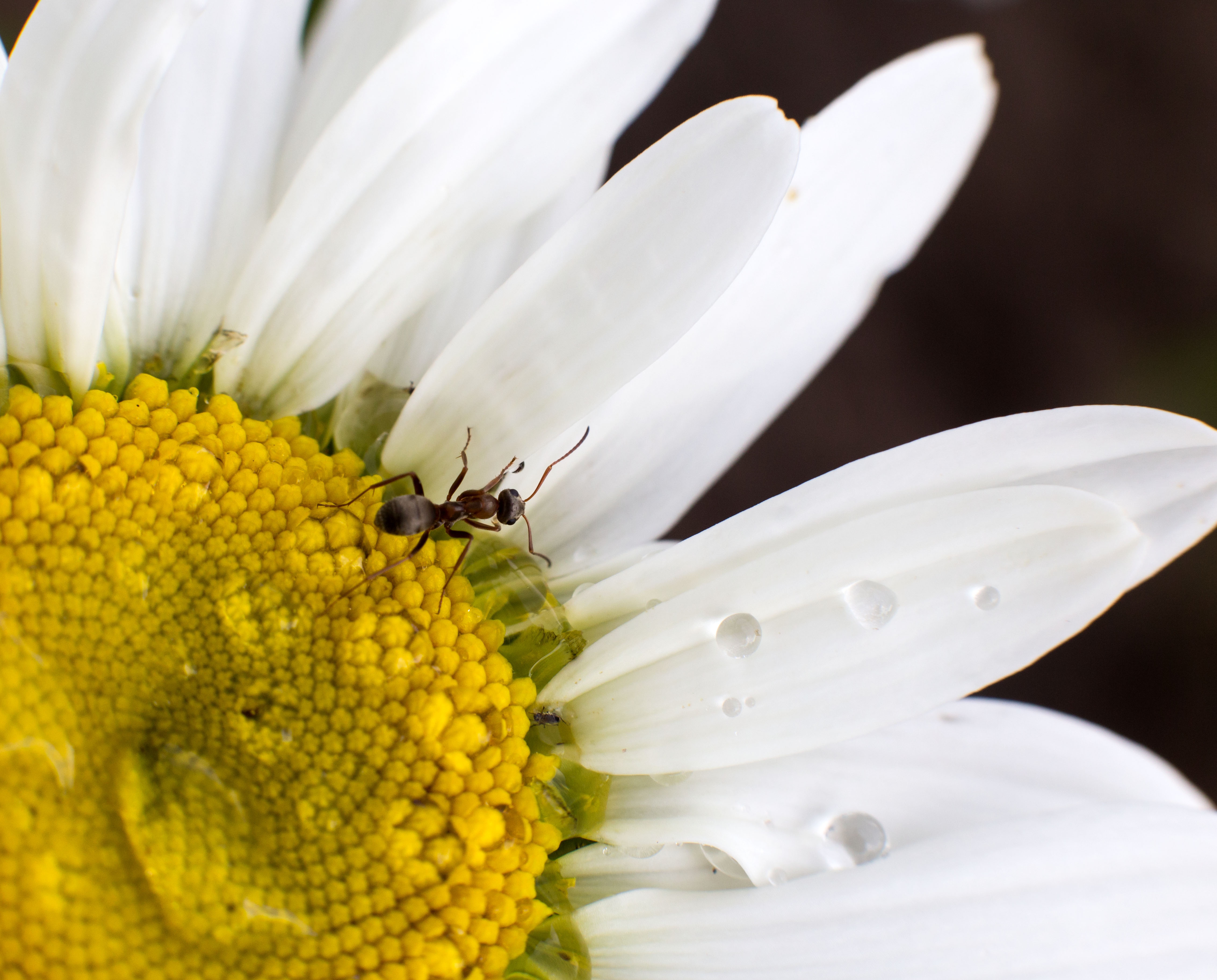 Ant on a White Daisy with Water Drops 4K HD Wallpaper