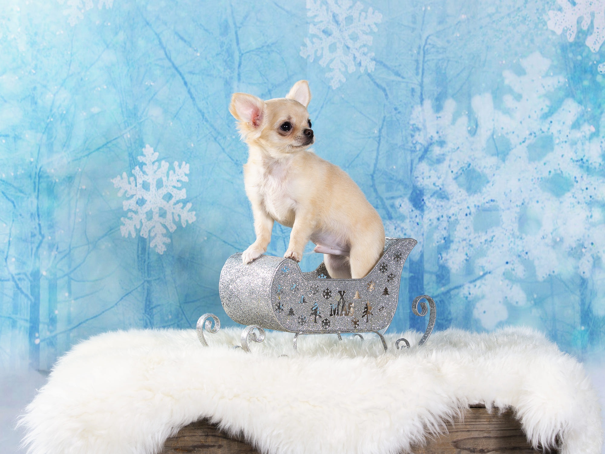 Chihuahua puppy in a sleigh with snowflakes HD Wallpaper