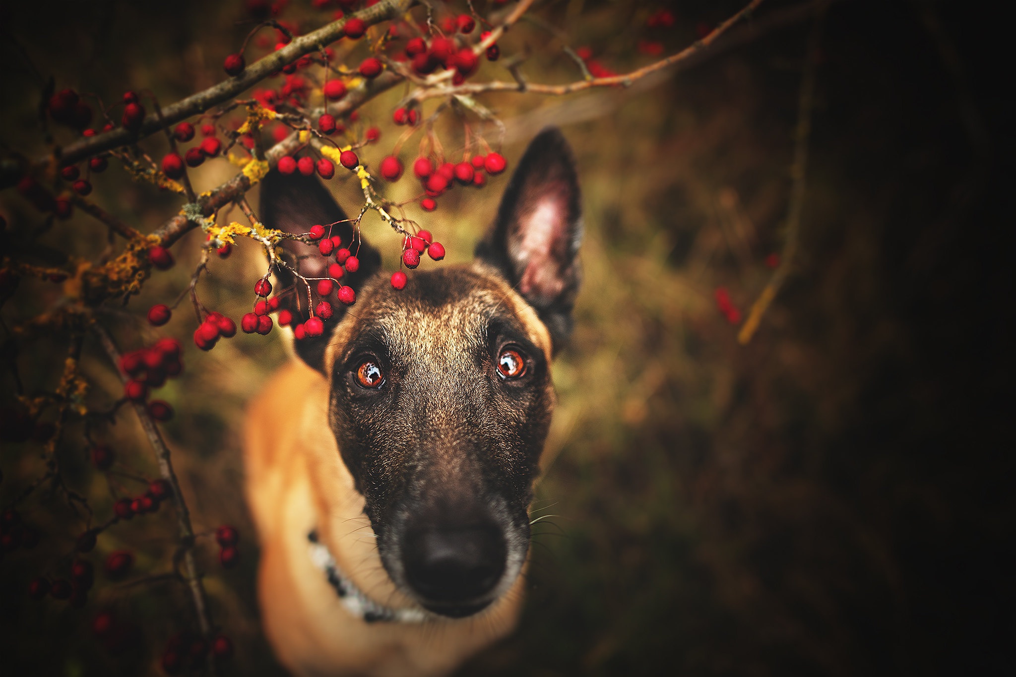 Belgian Malinois dog looking up near red berries HD Wallpaper
