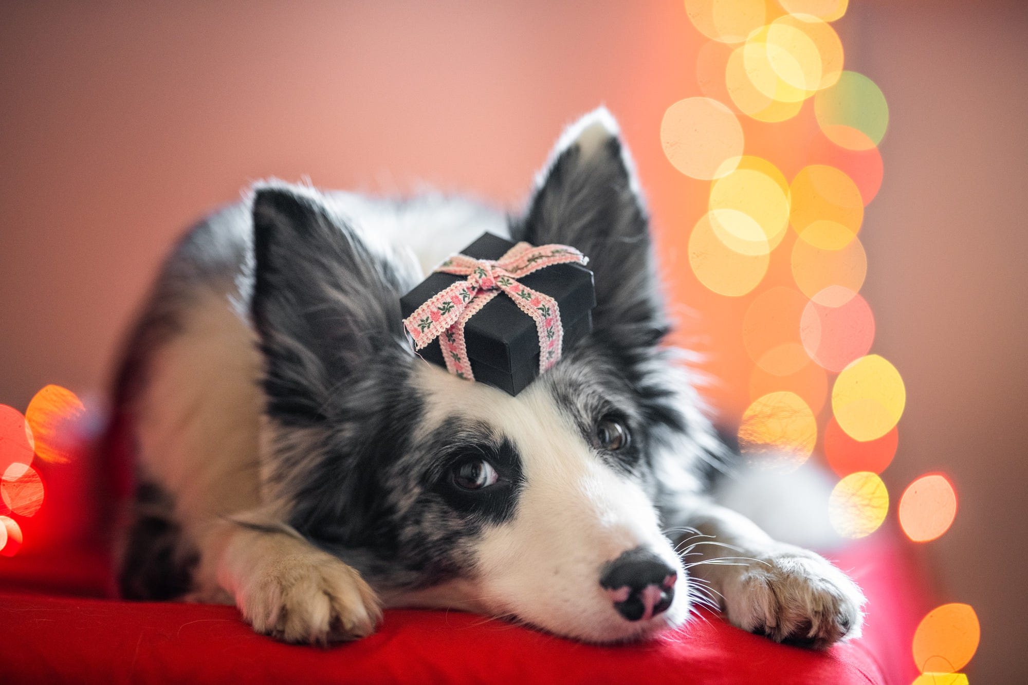 Border Collie with a gift on its head HD Wallpaper