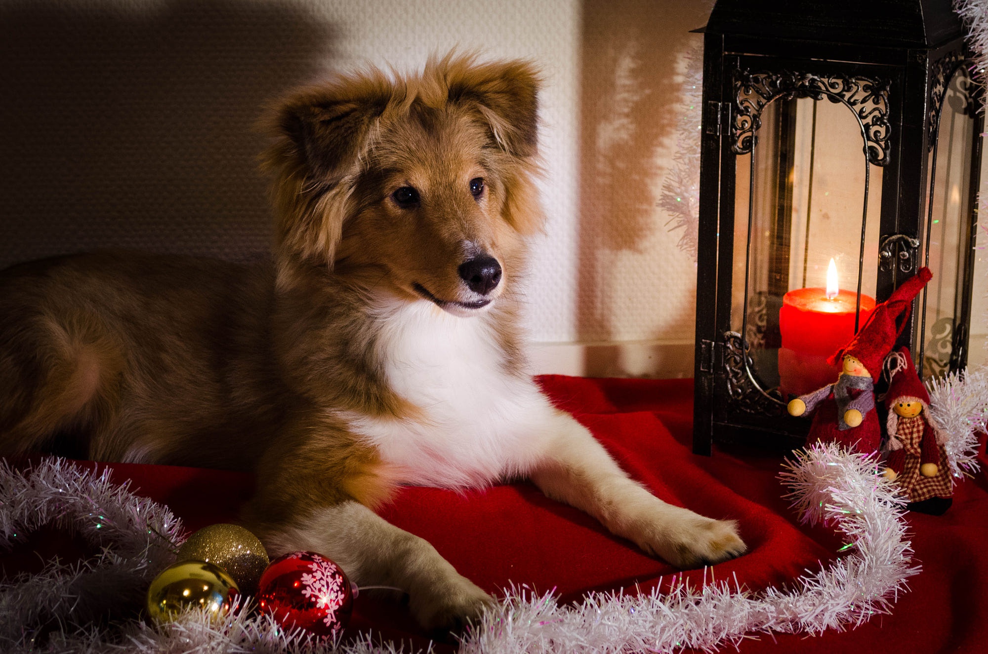 Shetland Sheepdog with Christmas Decorations HD Wallpaper