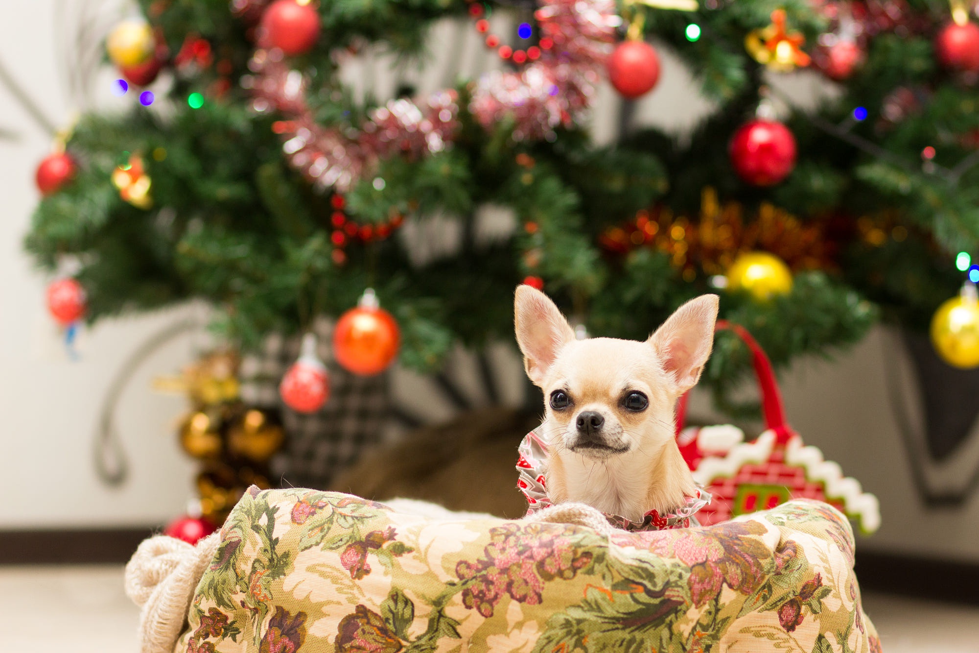 Chihuahua dog in a basket near a Christmas tree HD Wallpaper