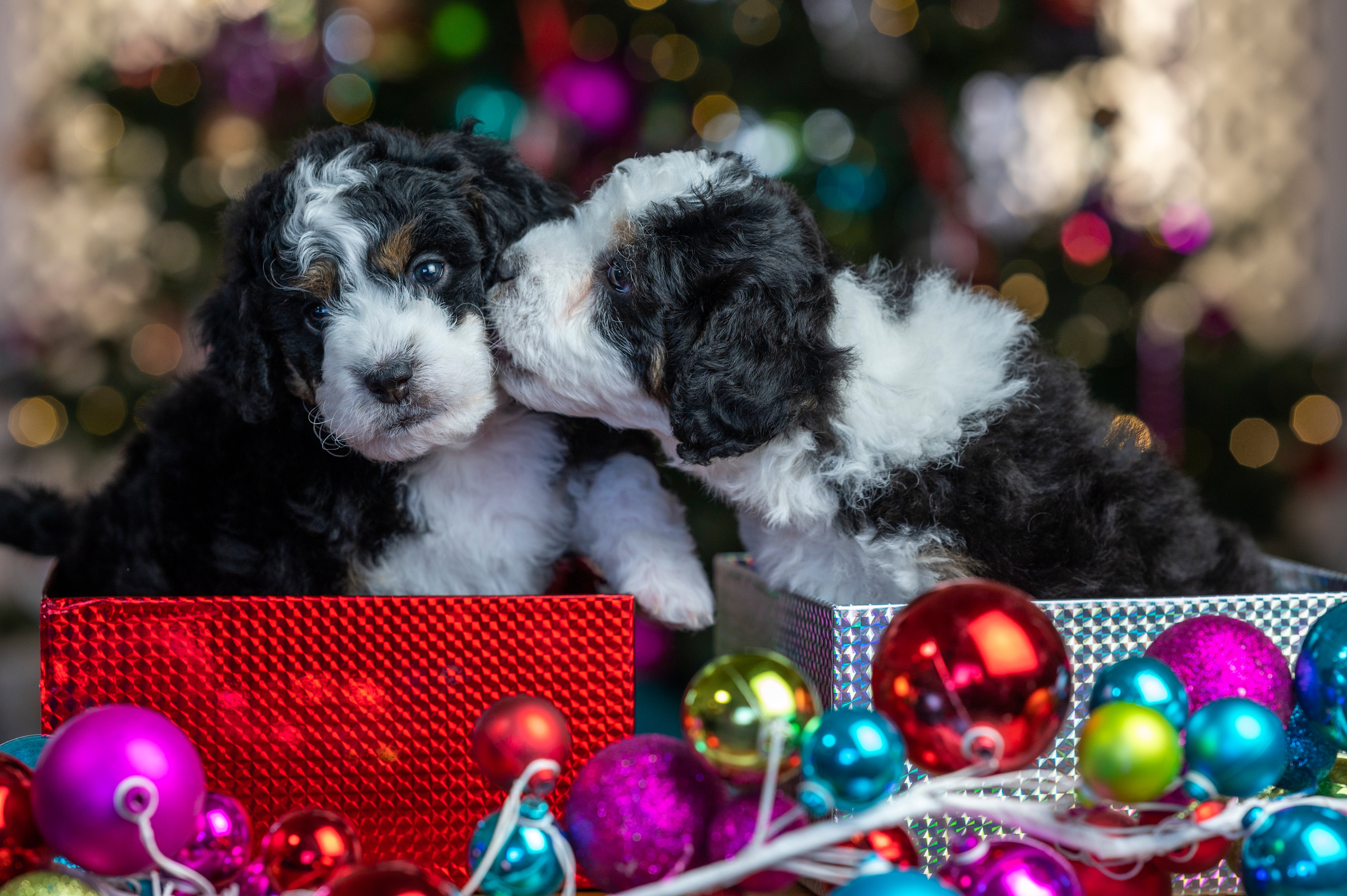 Two Bernese Mountain Dog Puppies in Christmas Gift Boxes HD Wallpaper