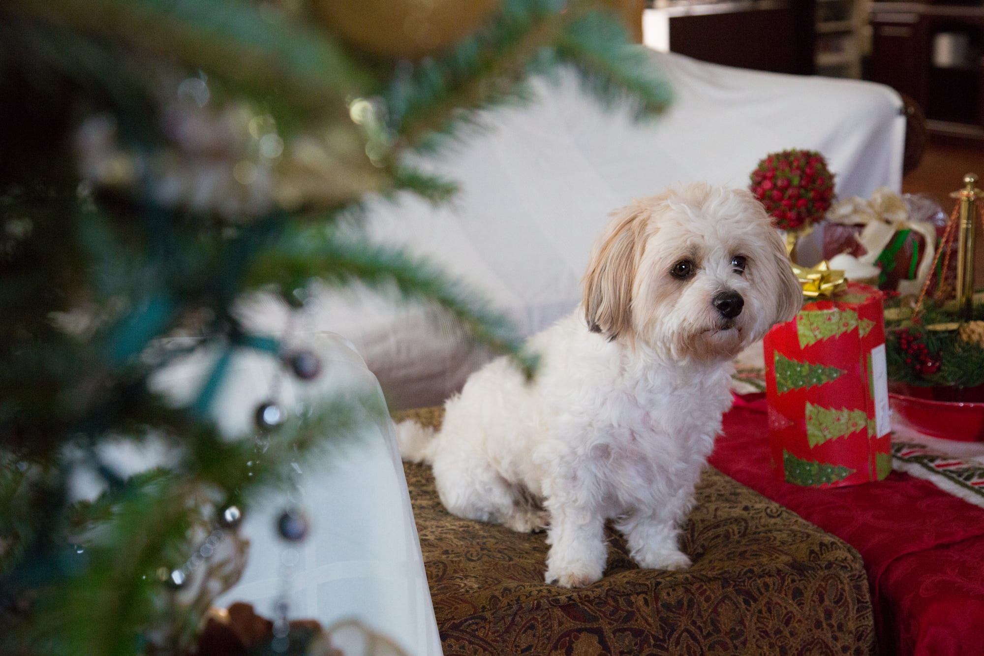Small white dog sitting near Christmas decorations HD Wallpaper