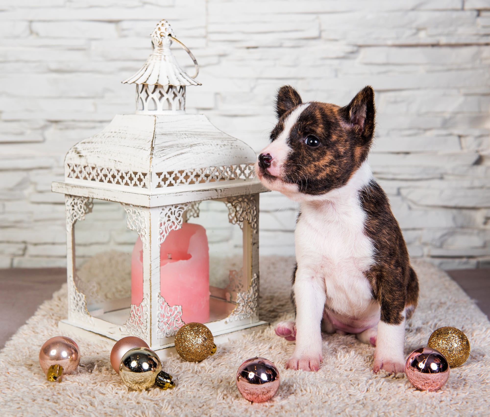 Brindle Pit Bull puppy with lantern and Christmas ornaments HD Wallpaper