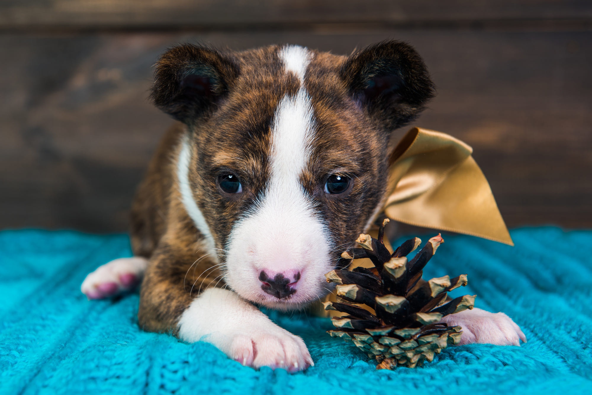 Brindle Pit Bull Puppy with Pinecone and Bow HD Wallpaper