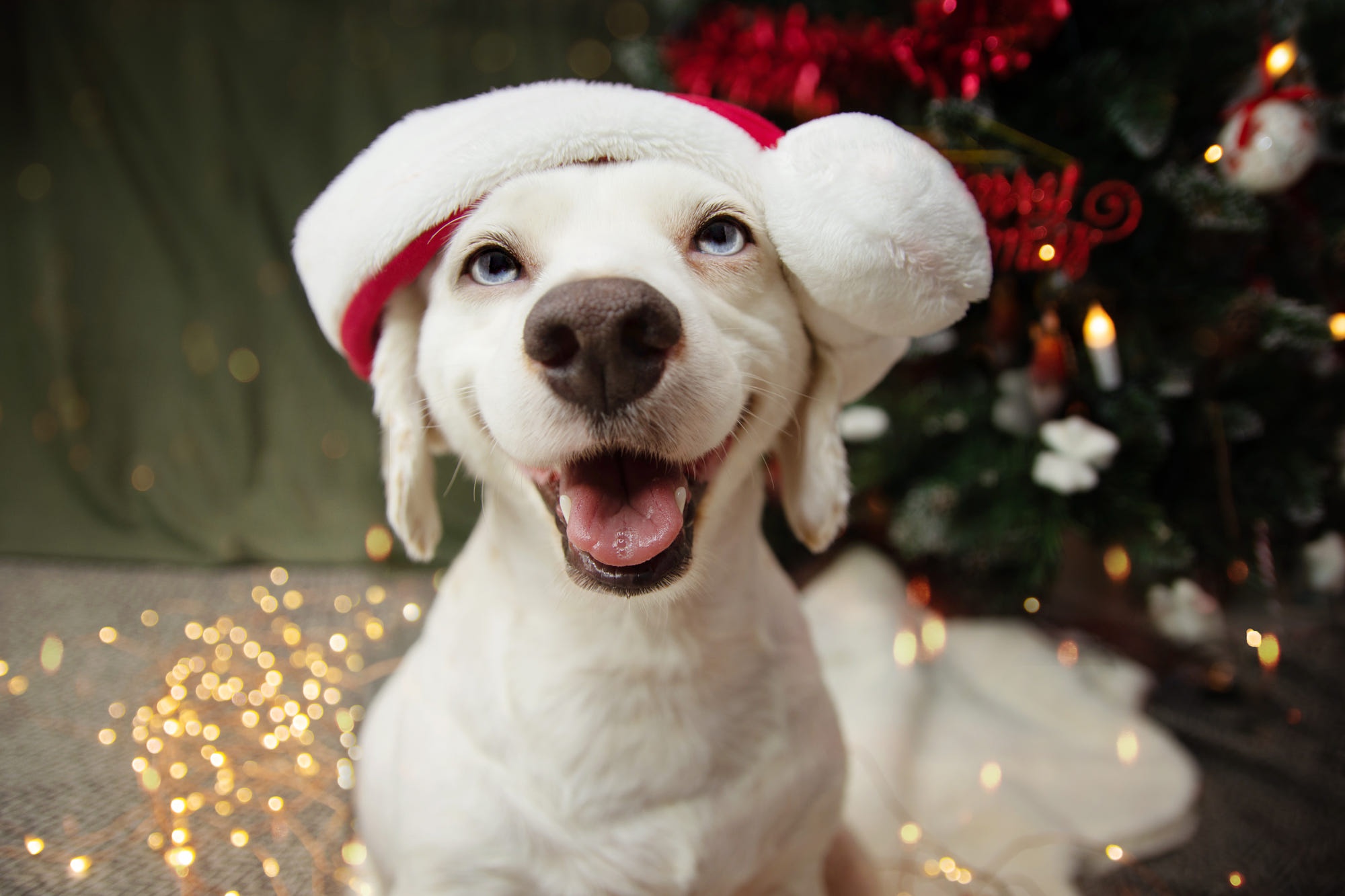 White dog wearing Santa hat near Christmas tree HD Wallpaper