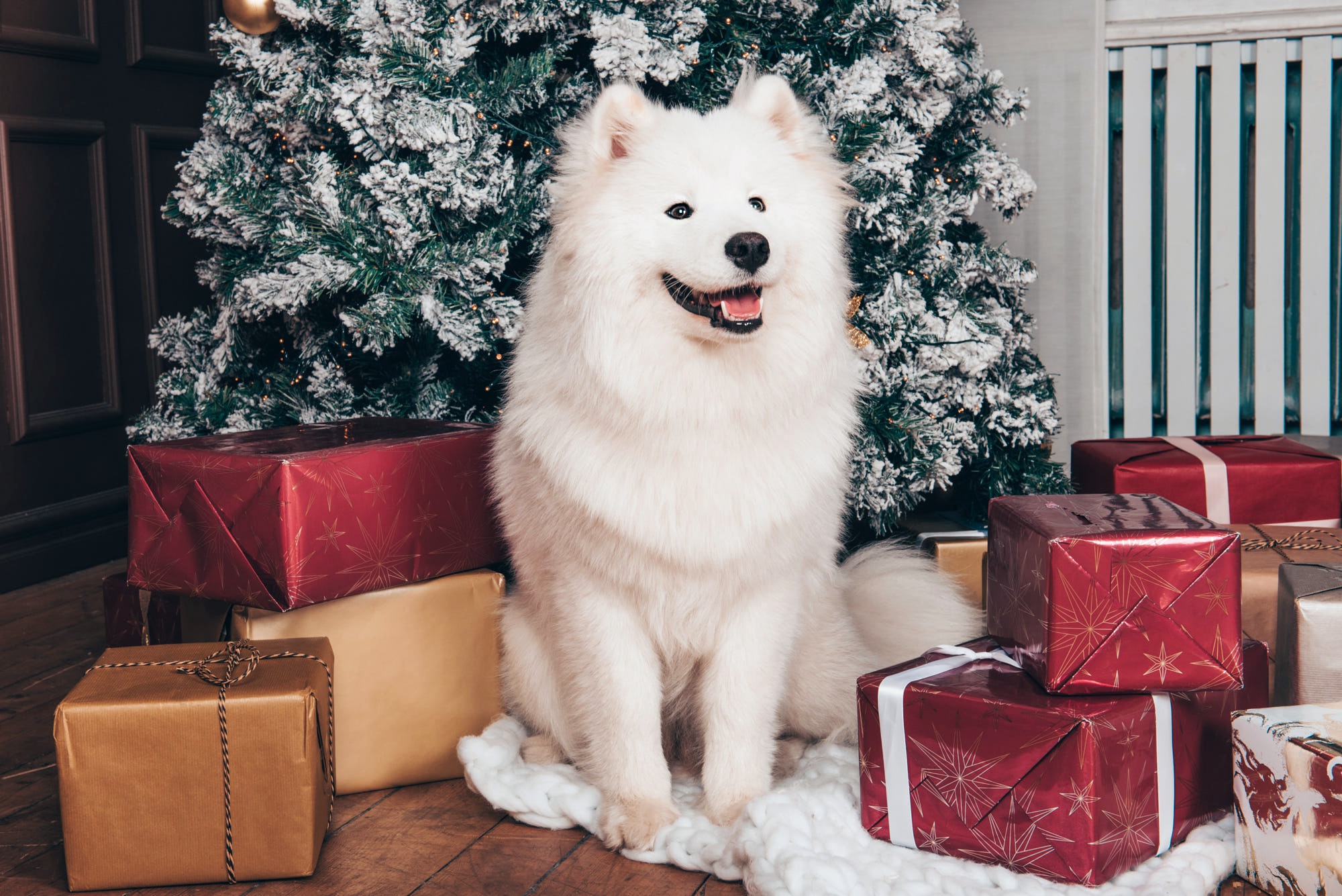 Samoyed dog sitting by a Christmas tree with gifts HD Wallpaper