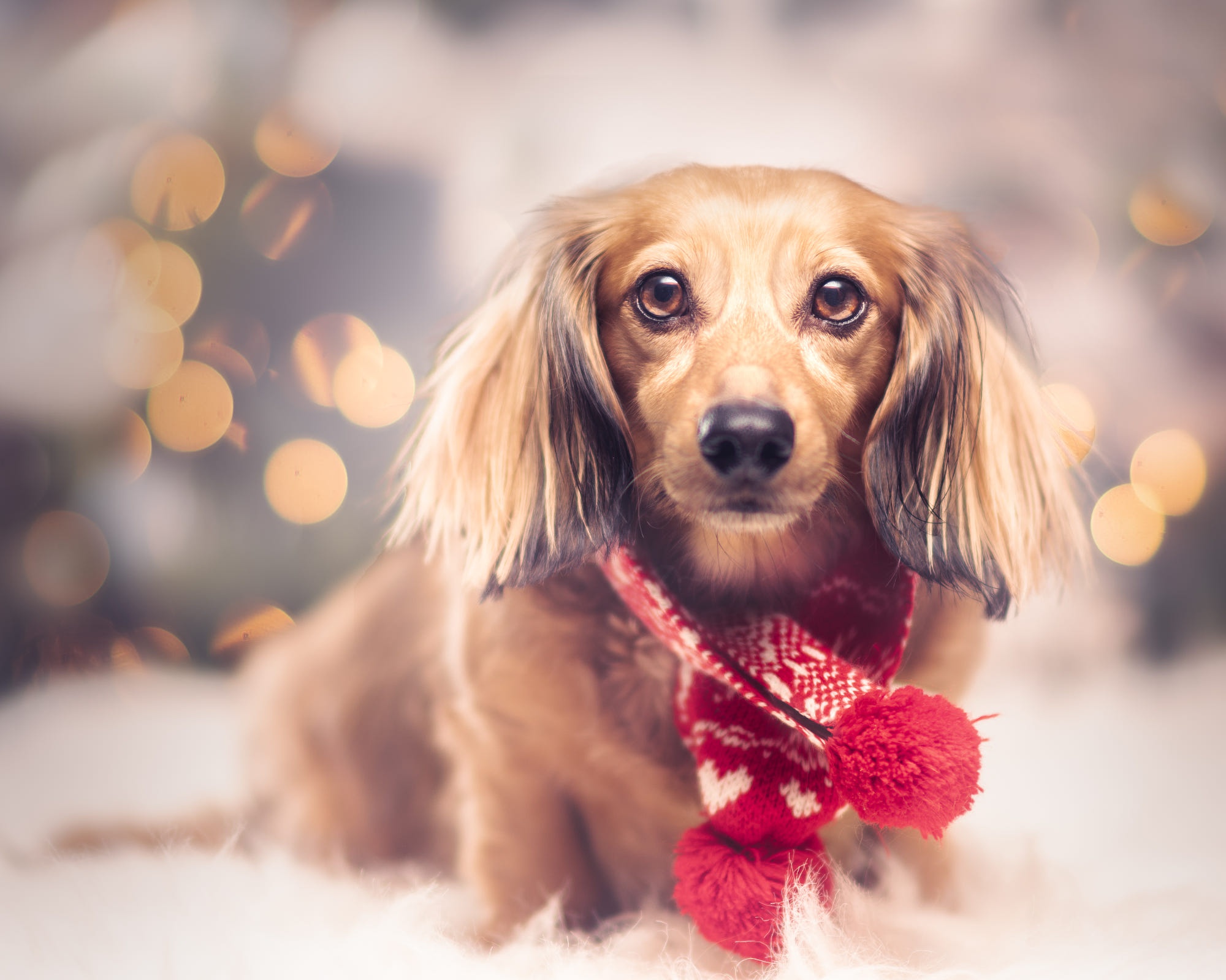 Long-haired Dachshund wearing a red scarf HD Wallpaper