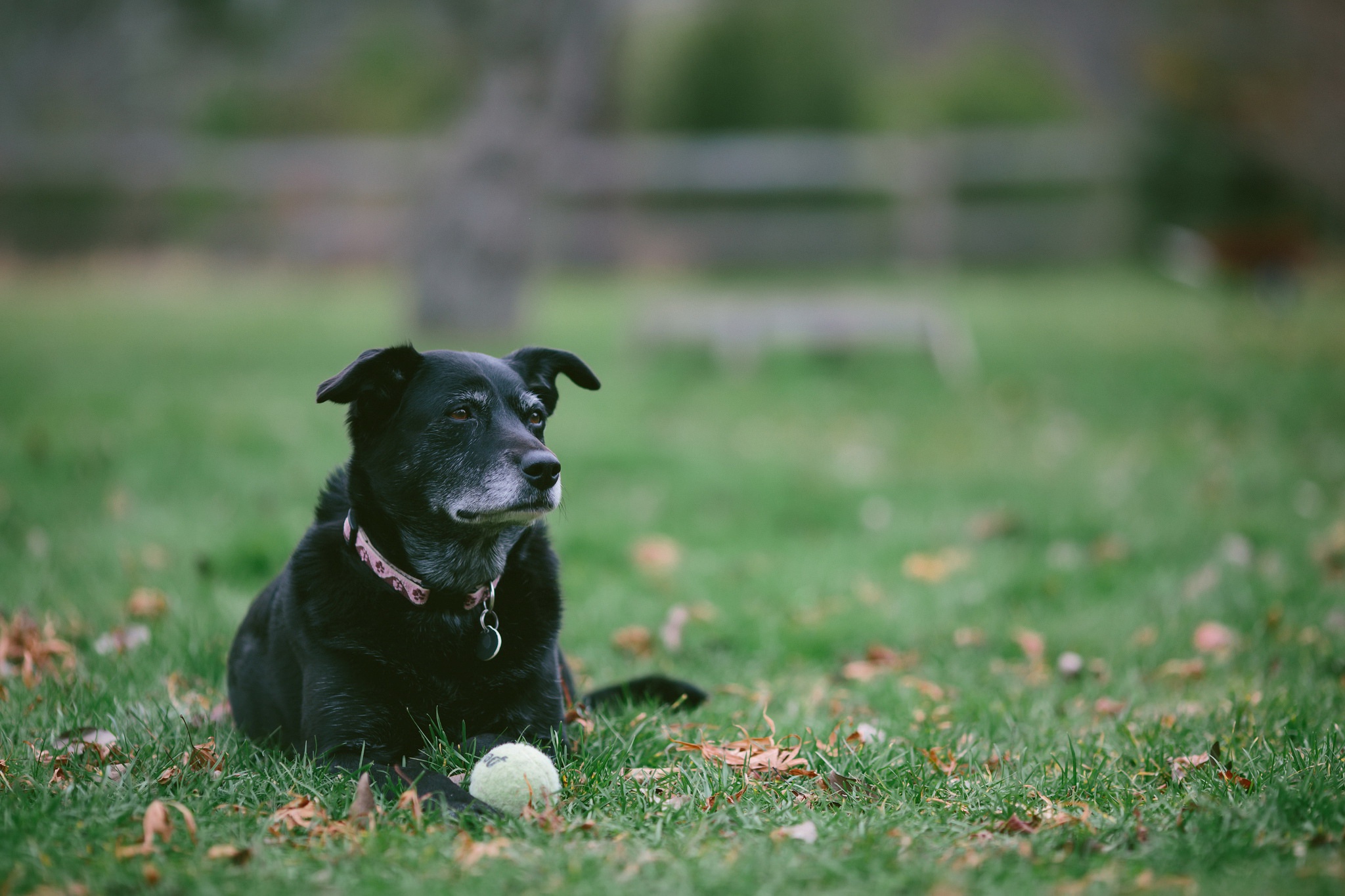 Black dog lying on grass with a tennis ball HD Wallpaper