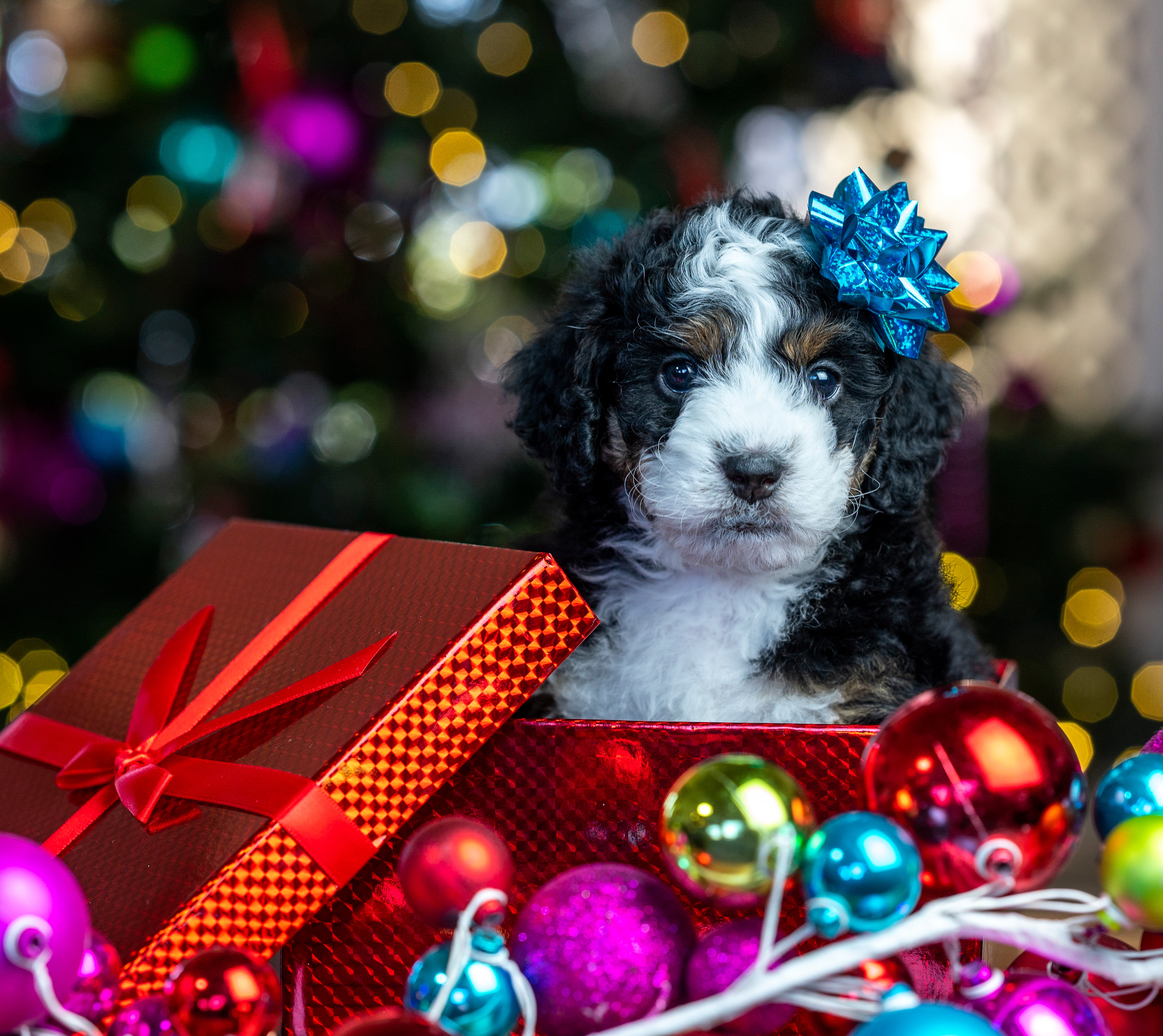 Bernedoodle puppy in a Christmas gift box with ornaments HD Wallpaper
