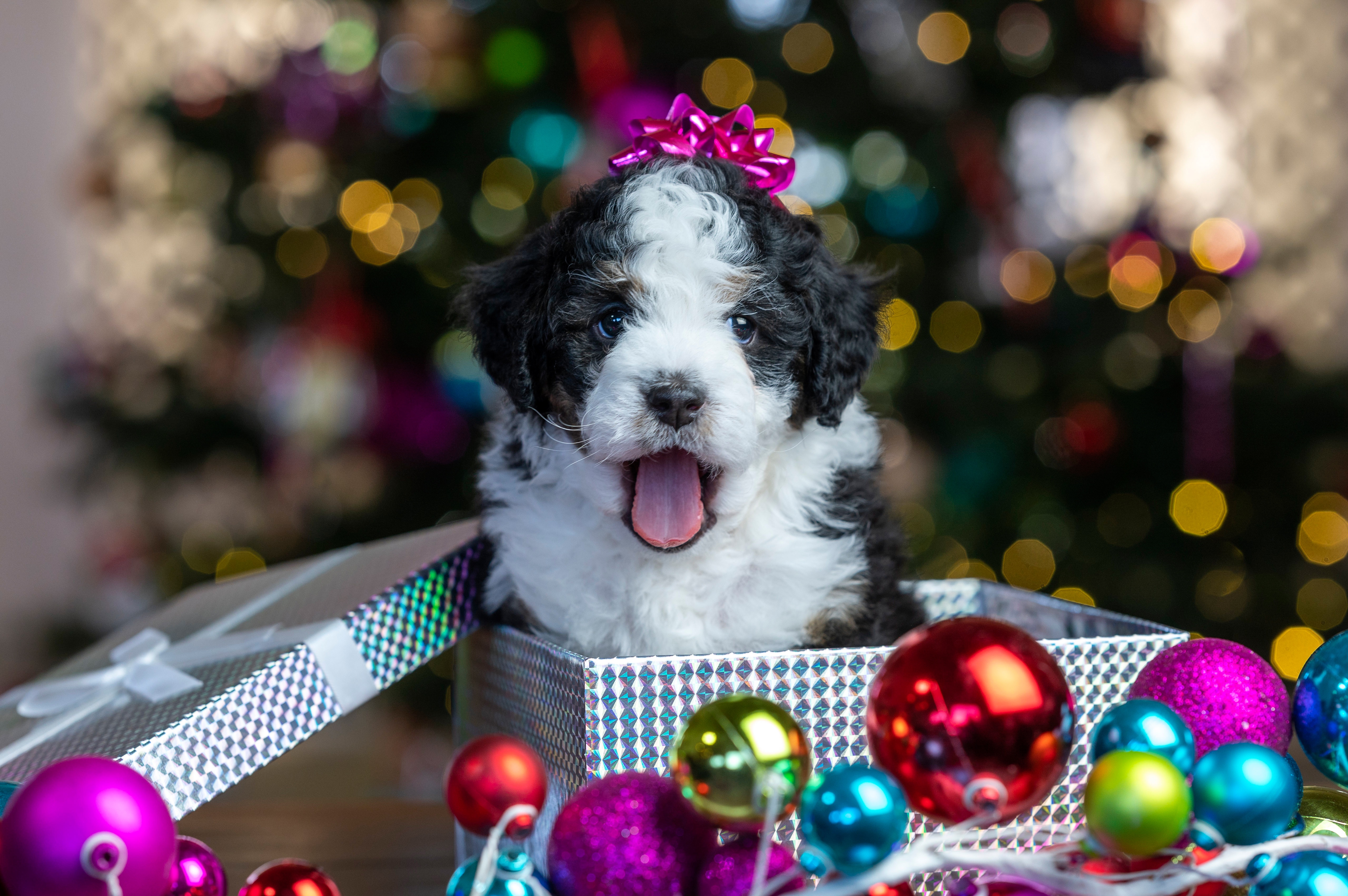 Puppy in a Gift Box with Christmas Ornaments HD Wallpaper