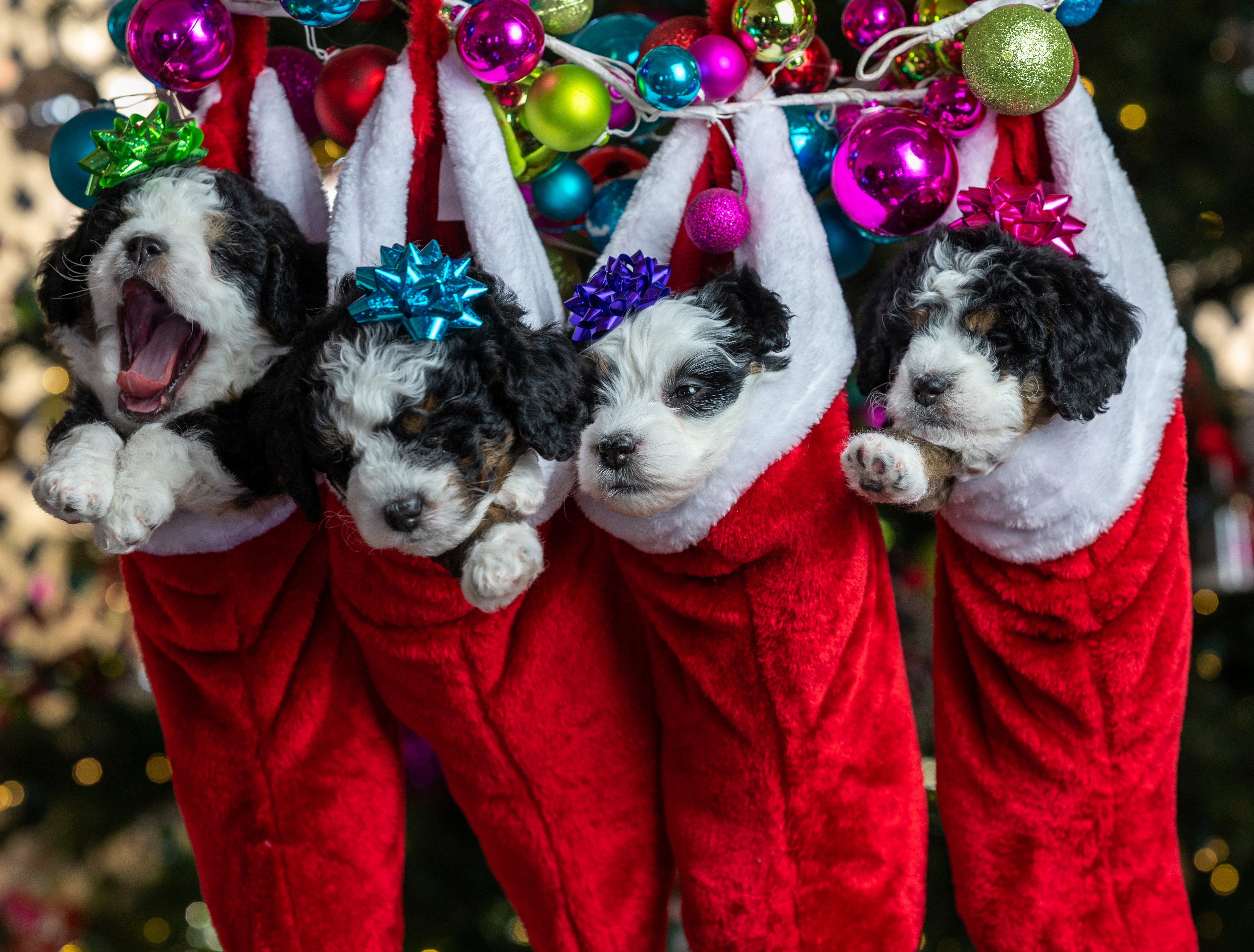 Four Bernedoodle Puppies in Christmas Stockings HD Wallpaper