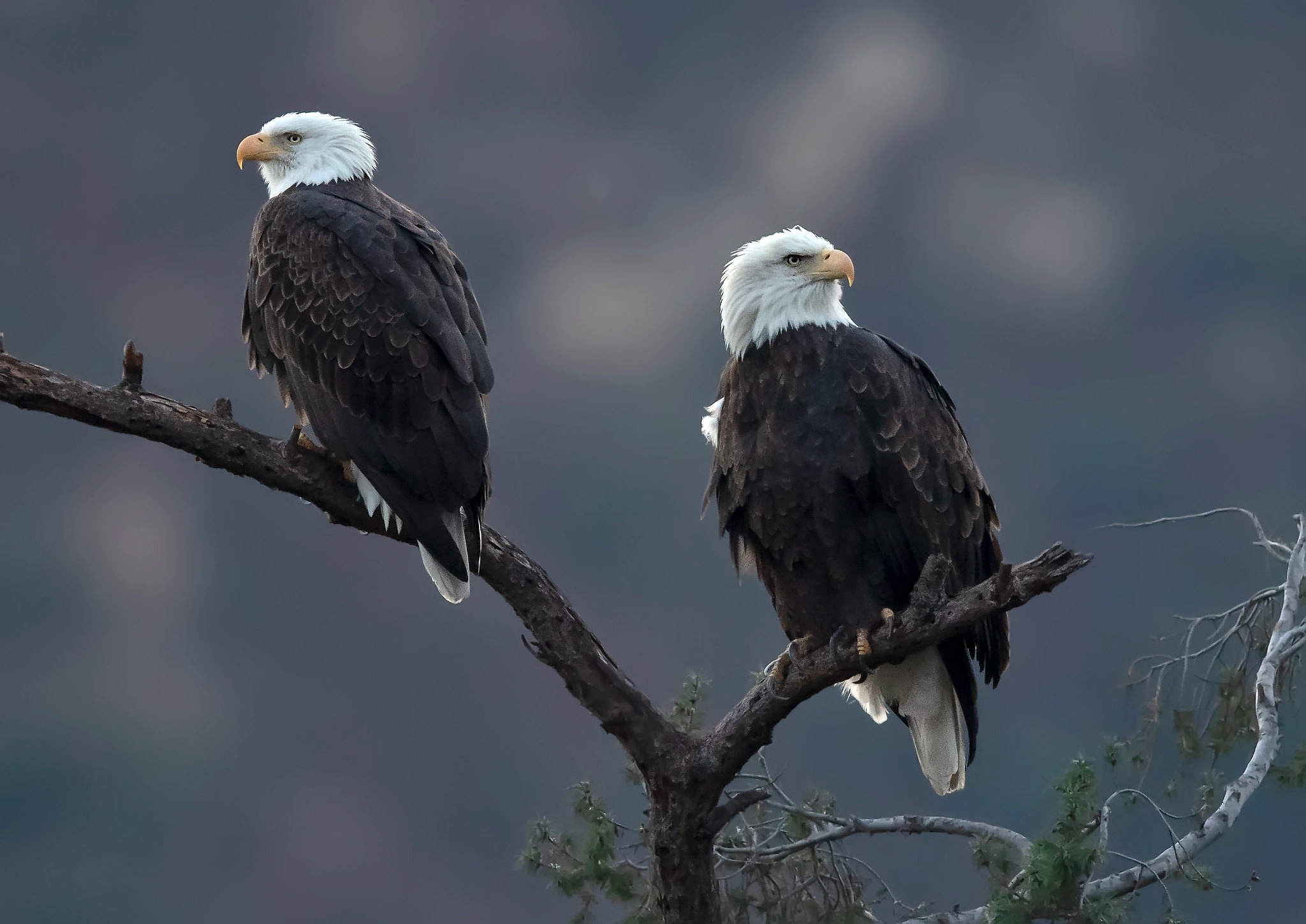 Two Bald Eagles Perched on a Branch HD Wallpaper
