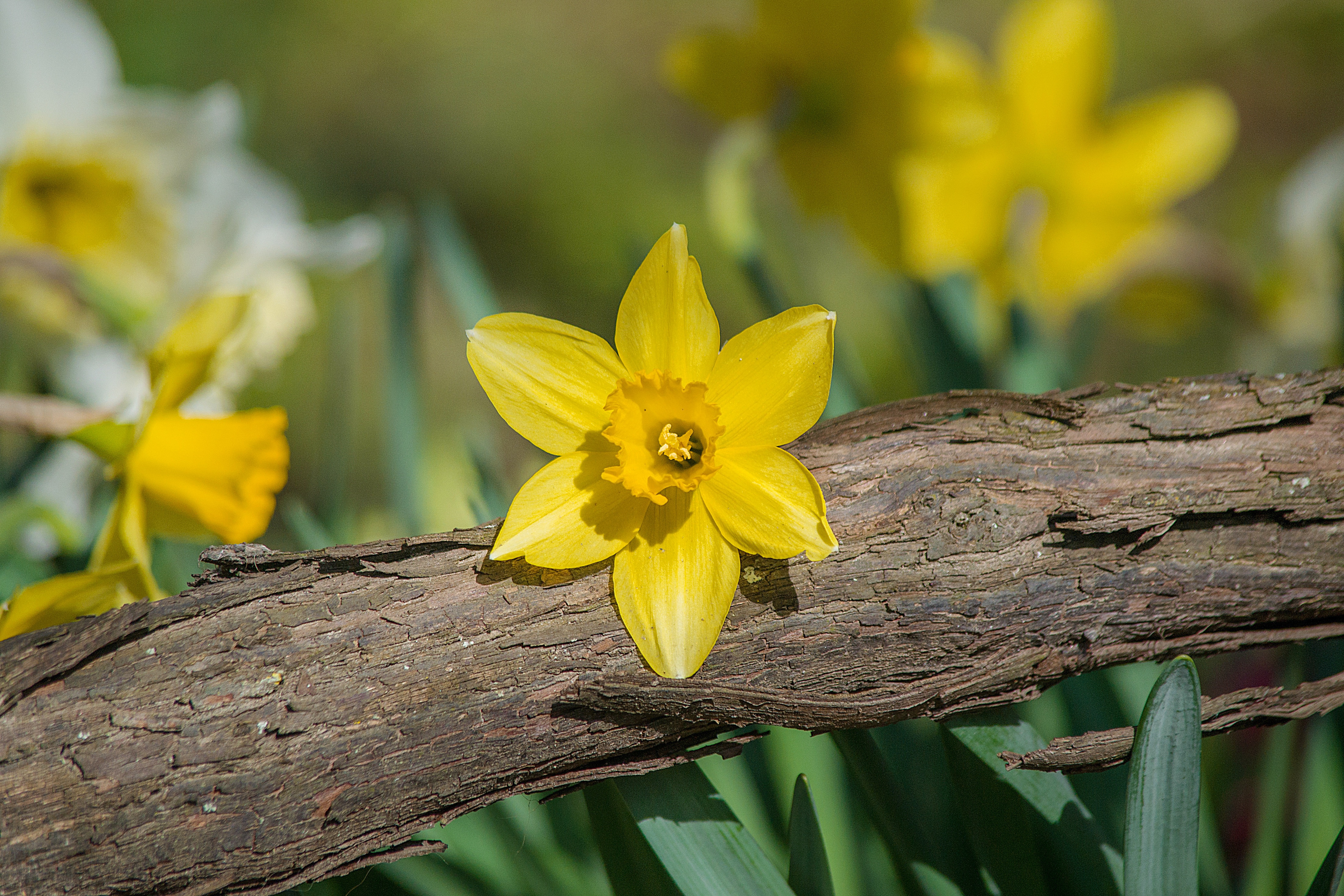 Yellow Daffodil on a Branch HD Wallpaper