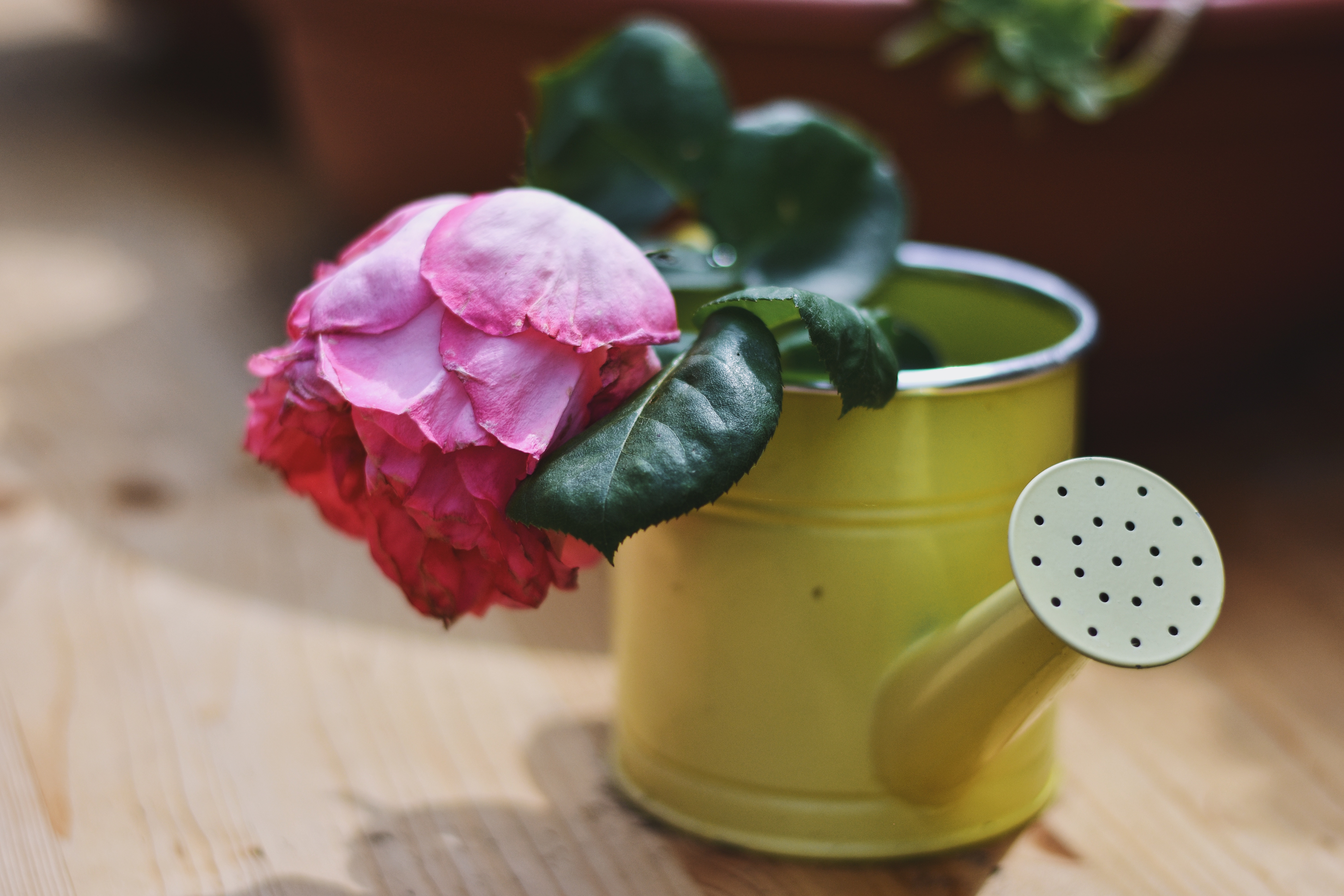 Pink Rose in a Yellow Watering Can HD Wallpaper