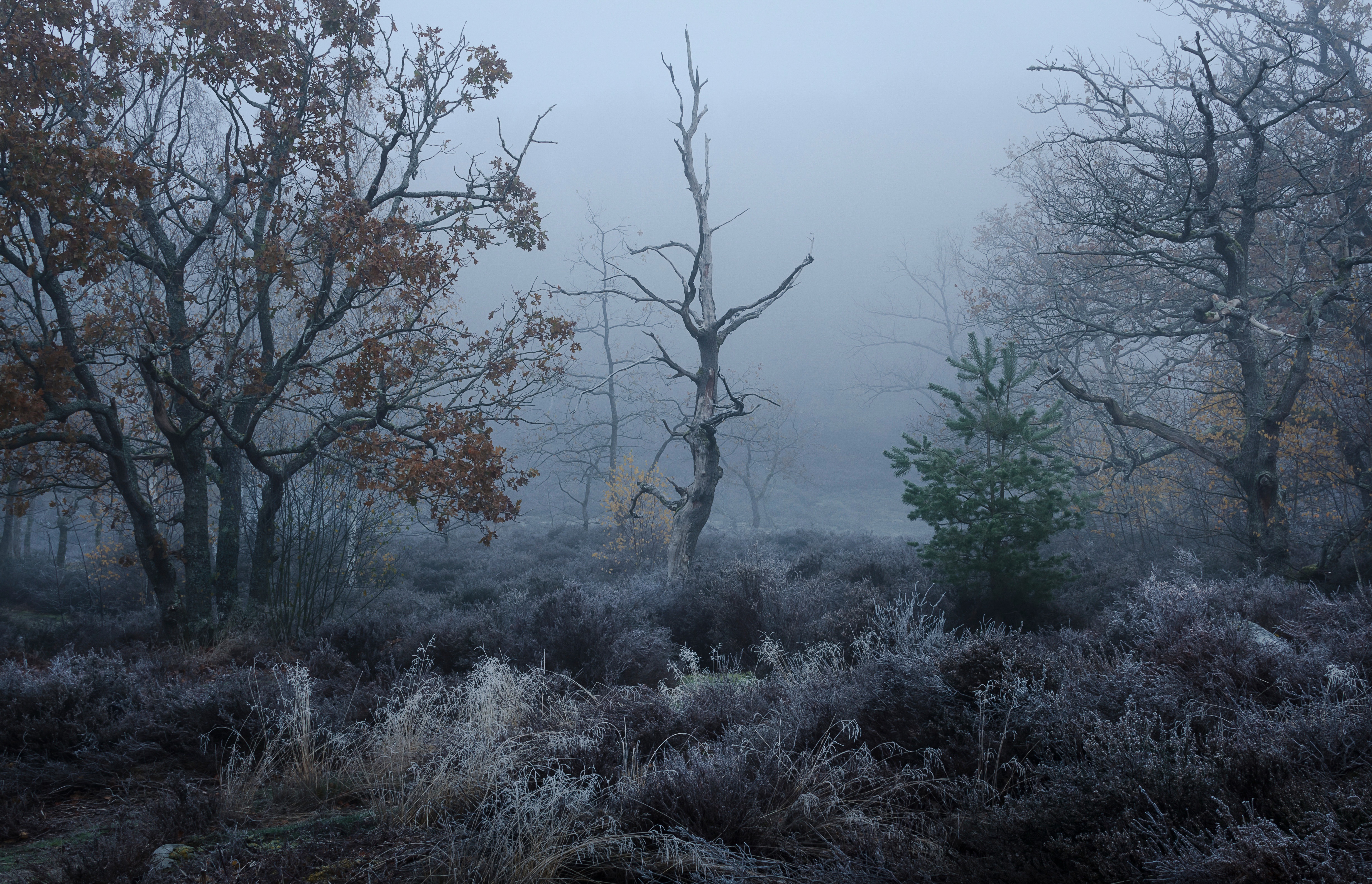 Foggy forest with frost covered bushes and trees HD Wallpaper