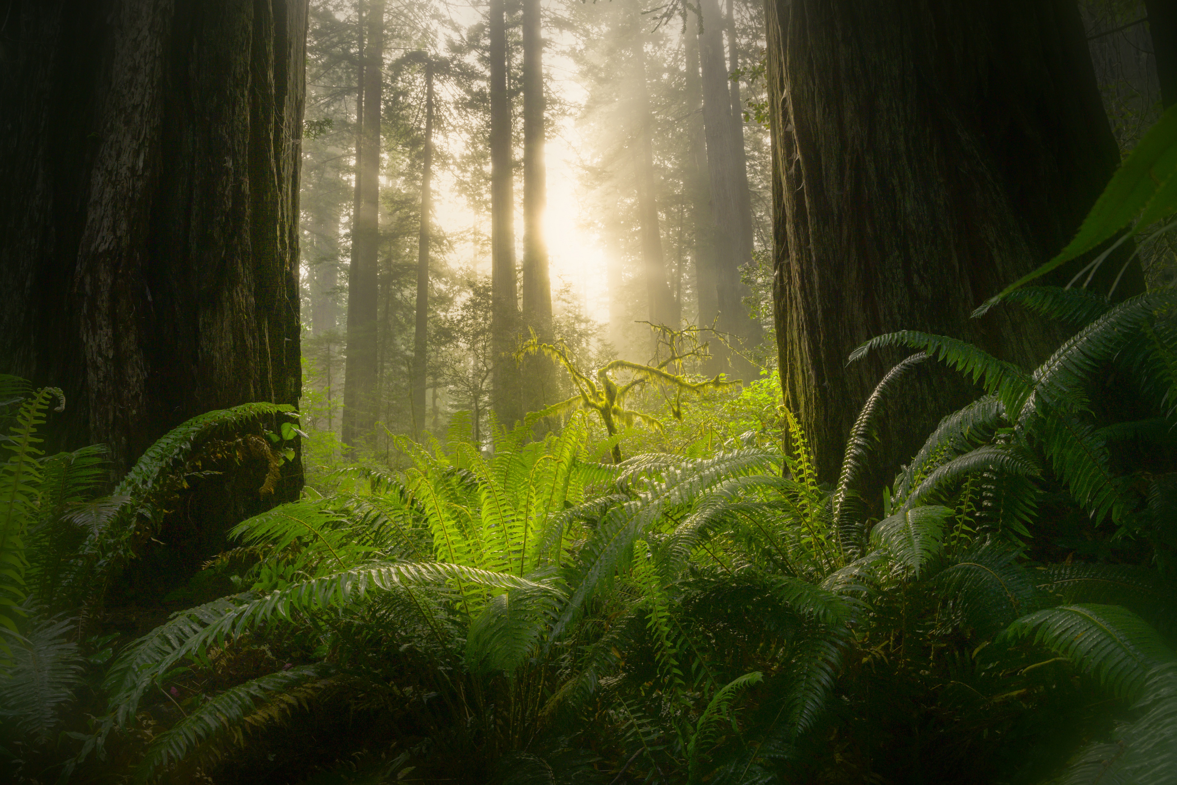 Sunbeams in a Redwood Forest with Ferns HD Wallpaper