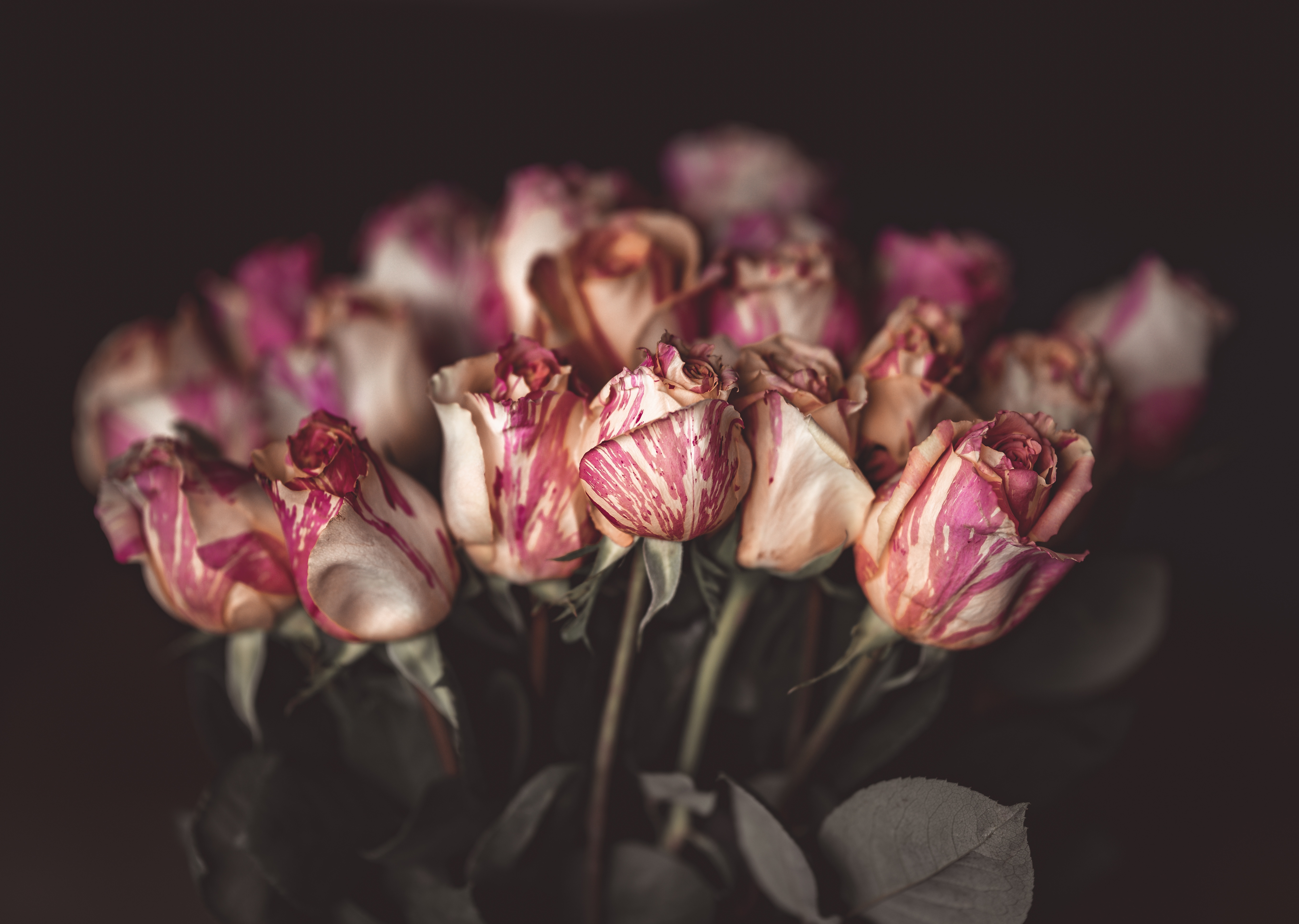 Bouquet of striped roses with blurred background HD Wallpaper